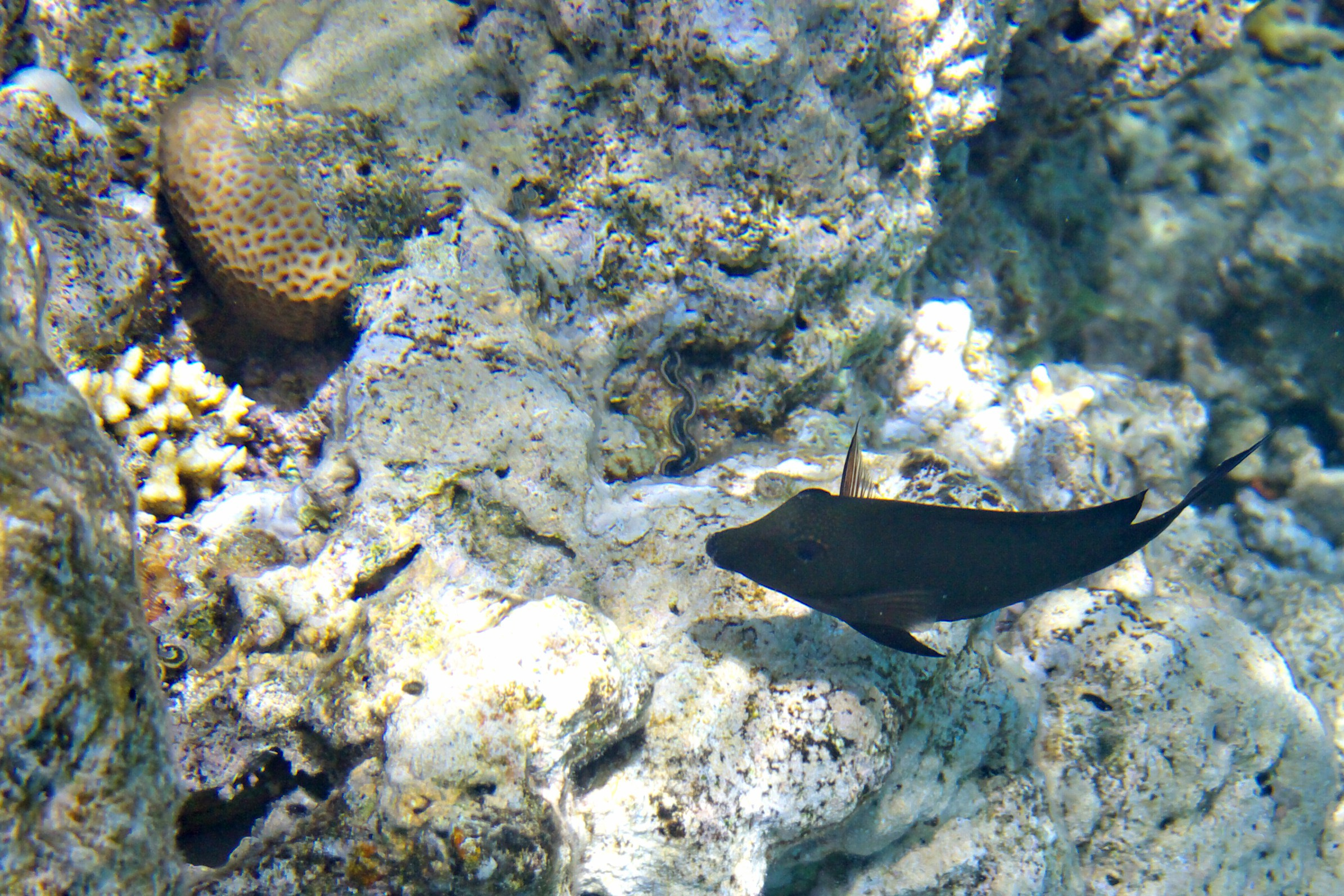 Под водой. Миша Печёнкин | фотография