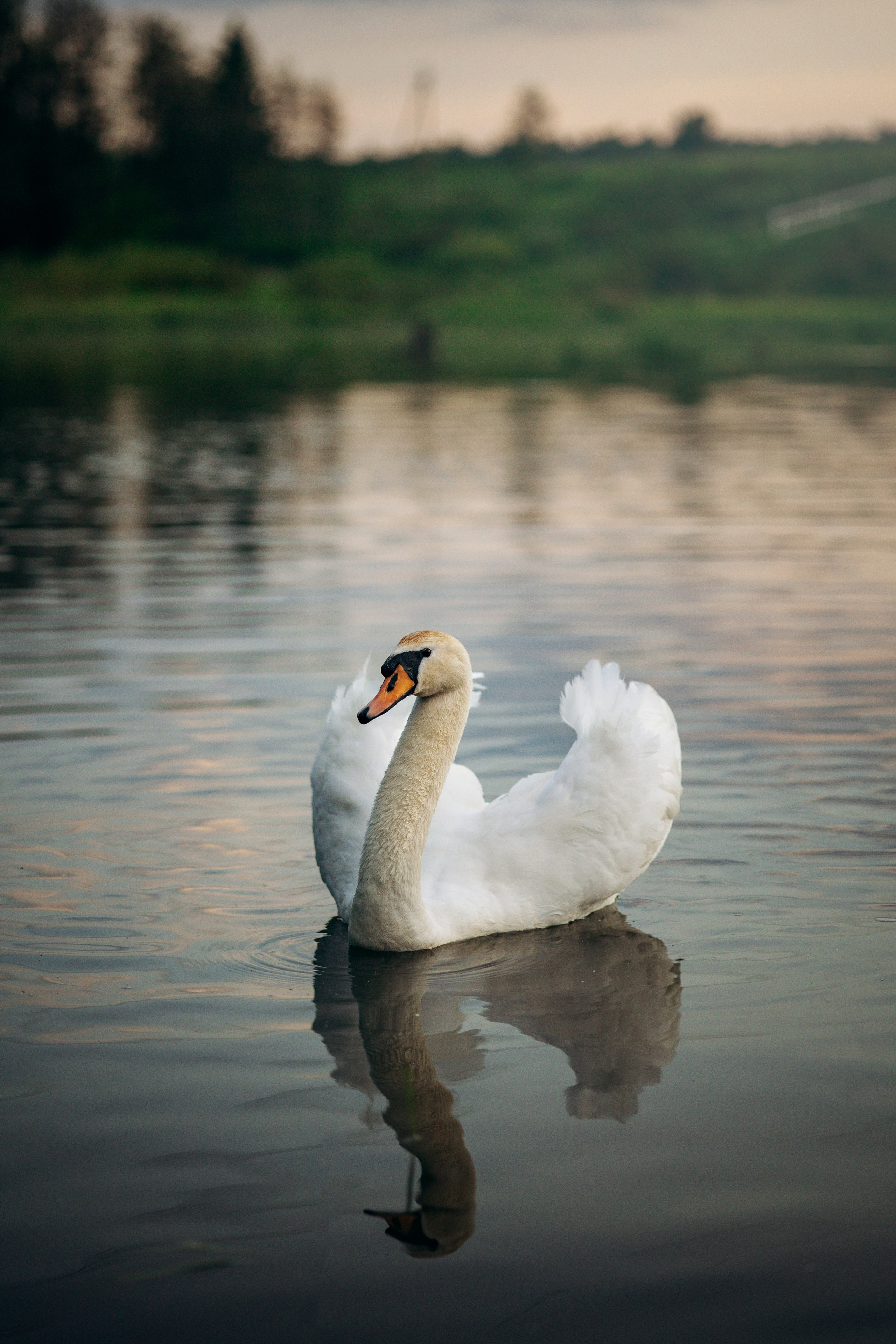 Шани и ее семья. Фотограф — Анималист | Санкт-Петербург