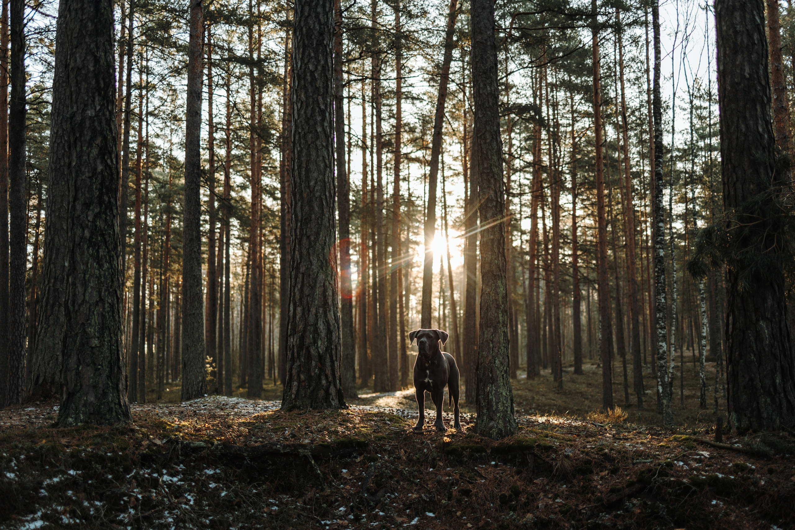 Анна и Лана. Фотограф — Анималист | Санкт-Петербург