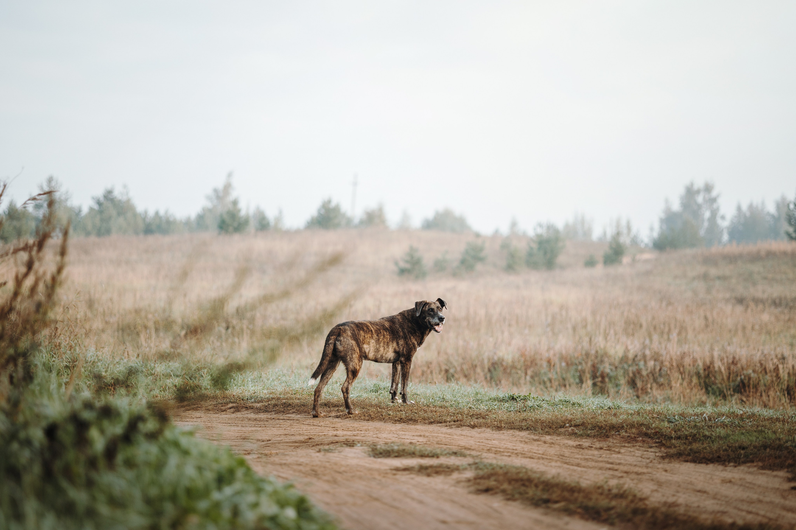 Любовь и ее хвостики. Фотограф — Анималист | Санкт-Петербург