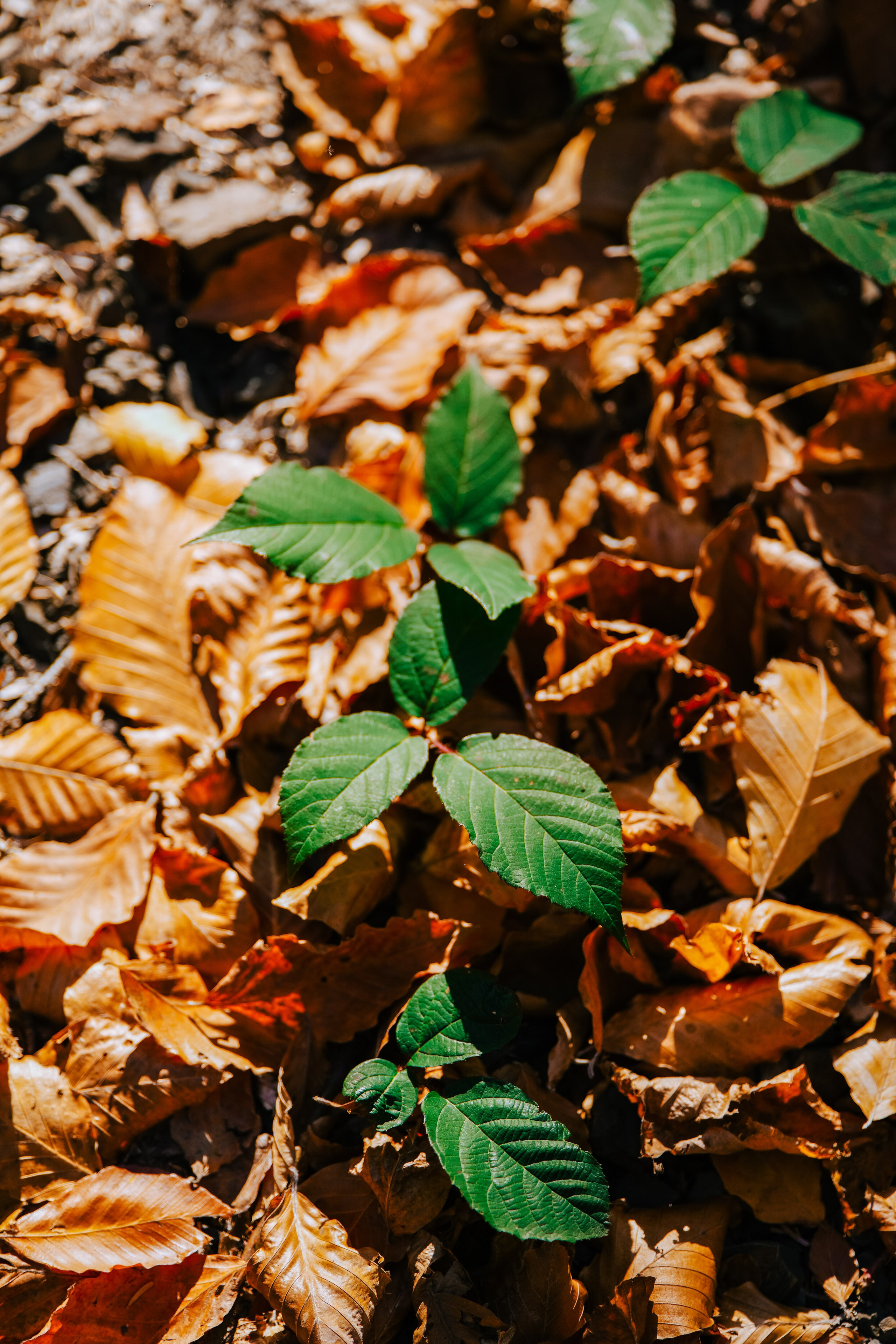 Роза Пик, тропа Турья ✽ Октябрь. Репортажный фотограф | Роза Хутор Красная Поляна Сочи Сириус