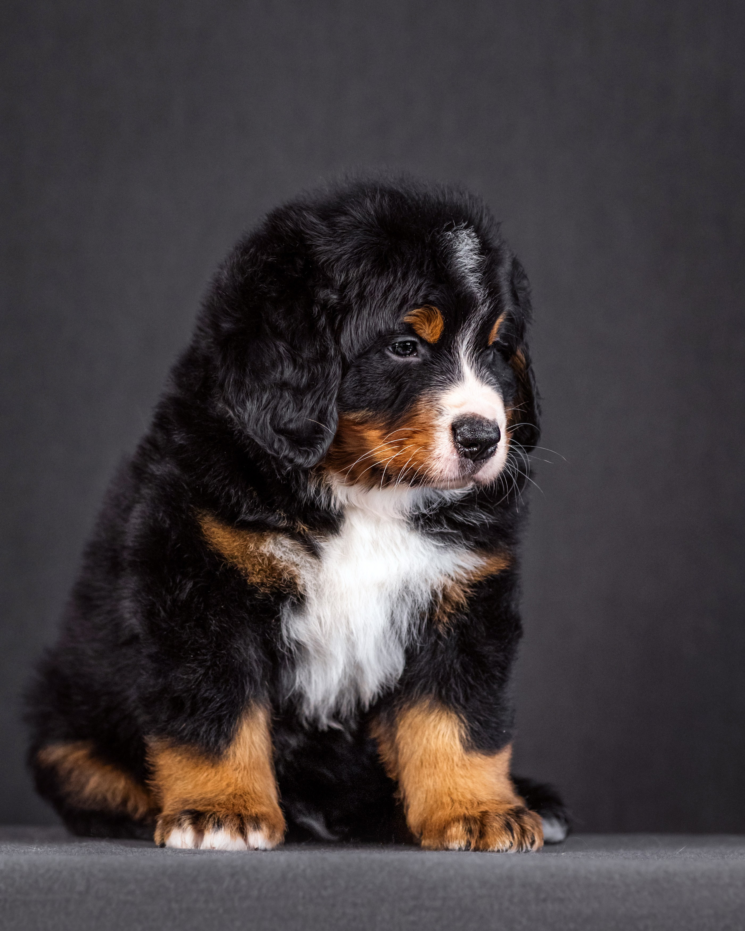 Берны. Фотограф анималист Аня Ливанова | Рыбинск