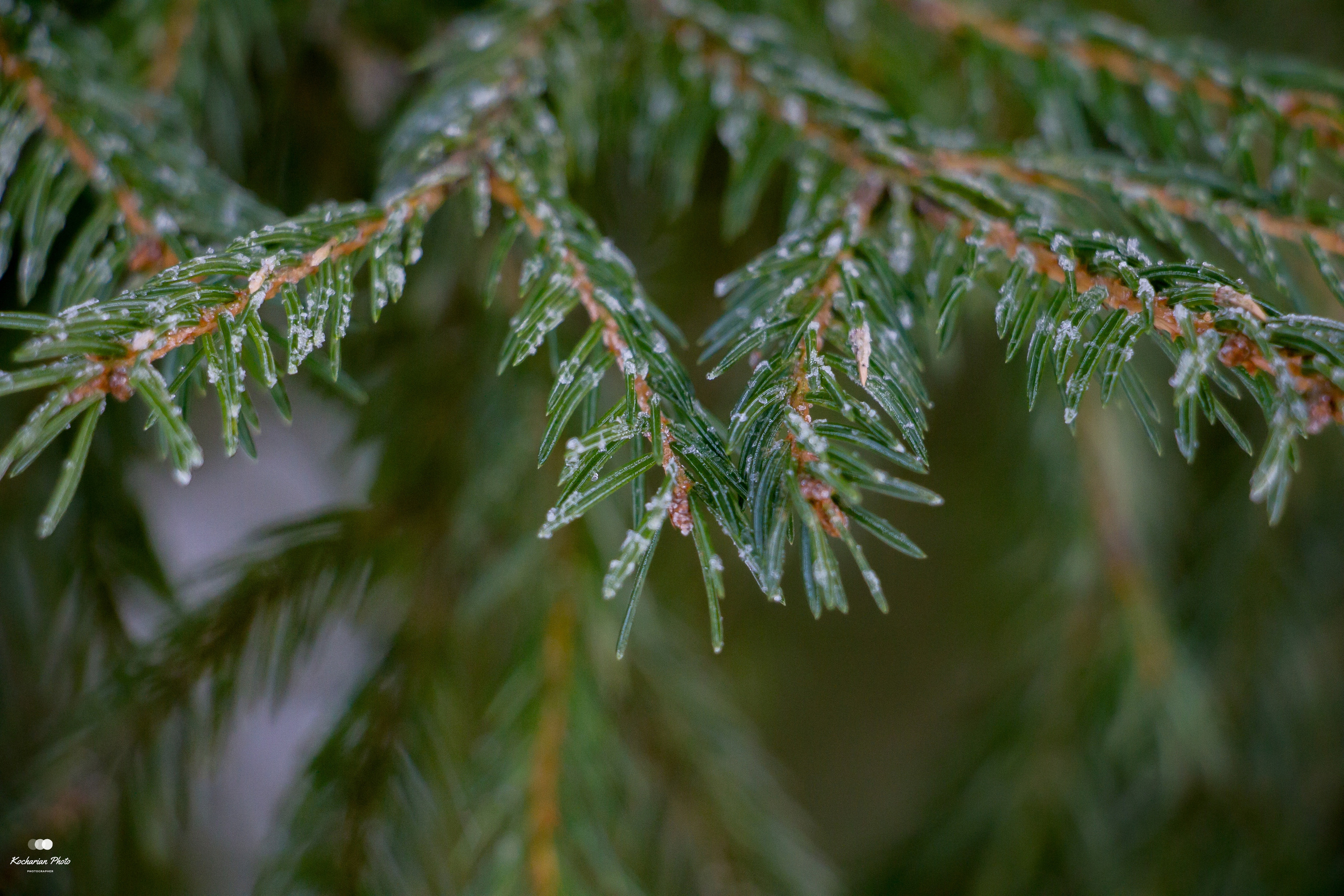 Макросъемка. Photographer K.A.D