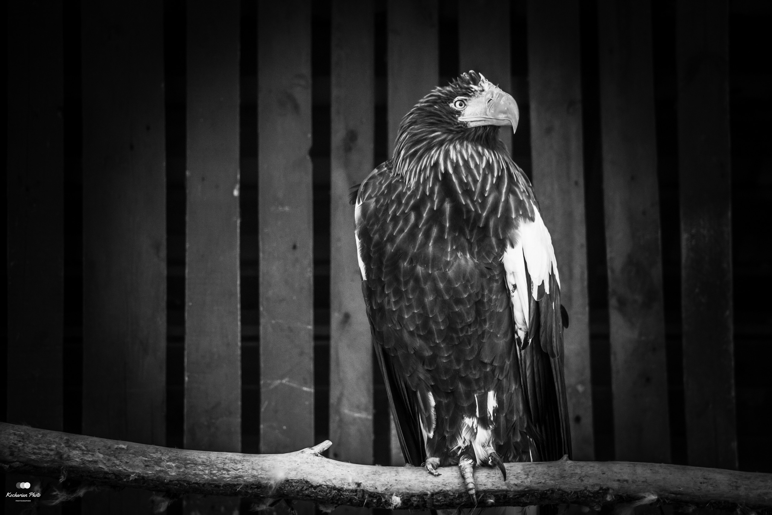 Мир животных. Photographer K.A.D