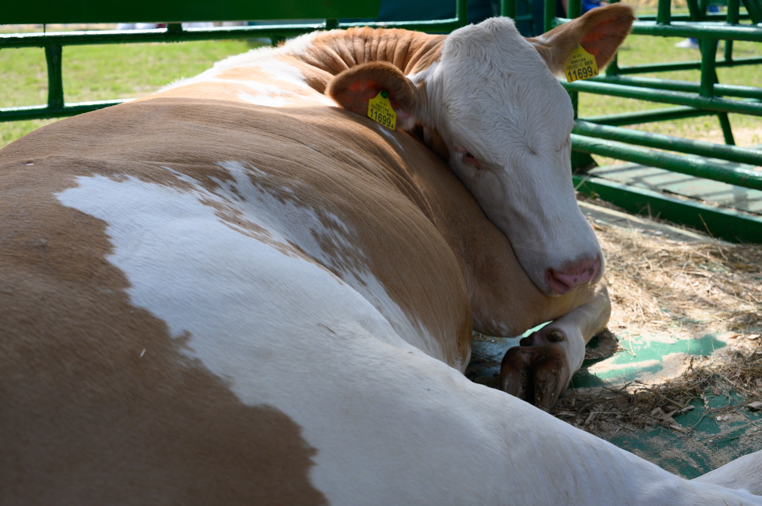 Агровыставка. Фотоуслуги, услуги фотографа, фотографирование важных событий