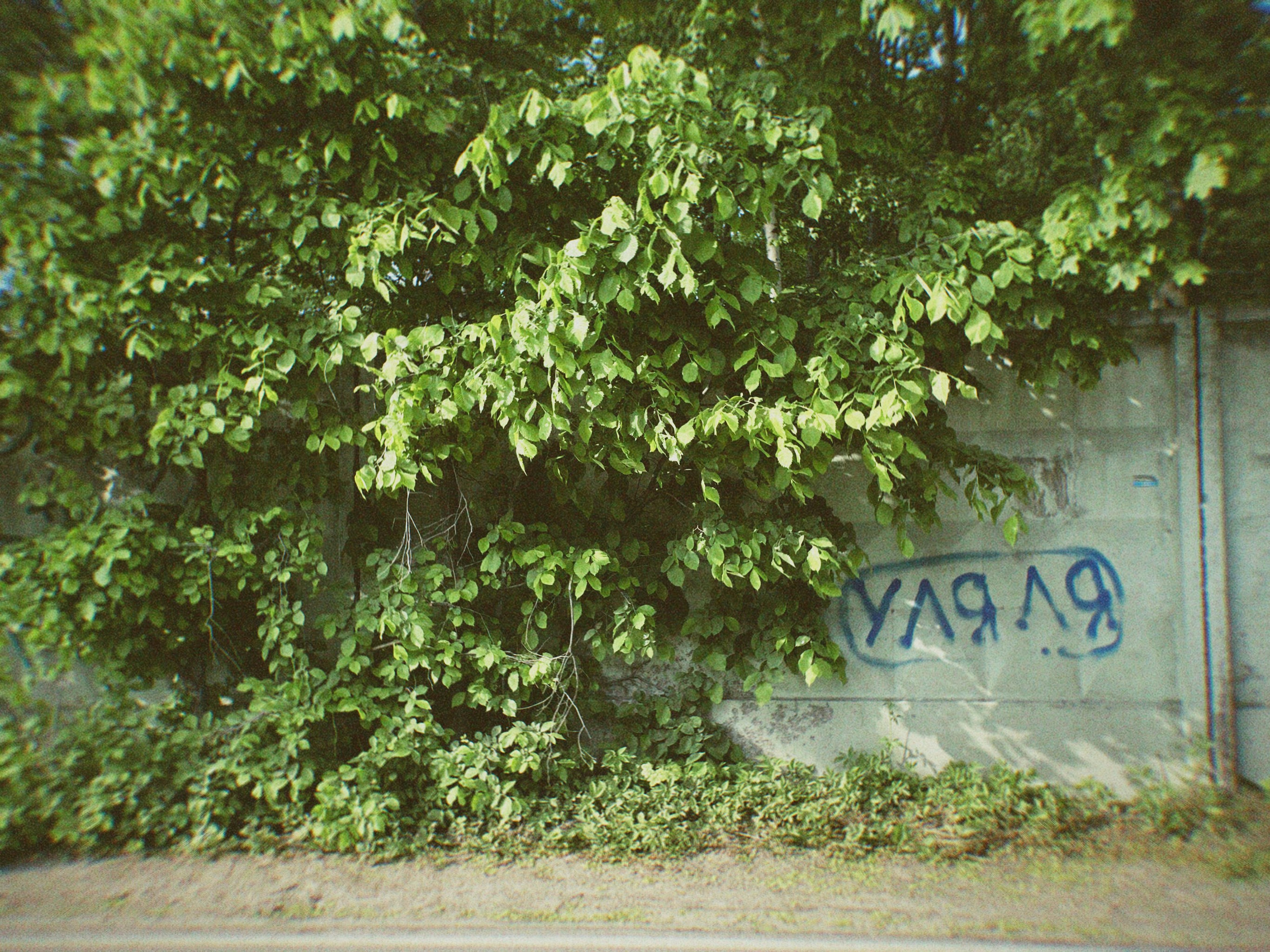 Street Caps. Alina Panover