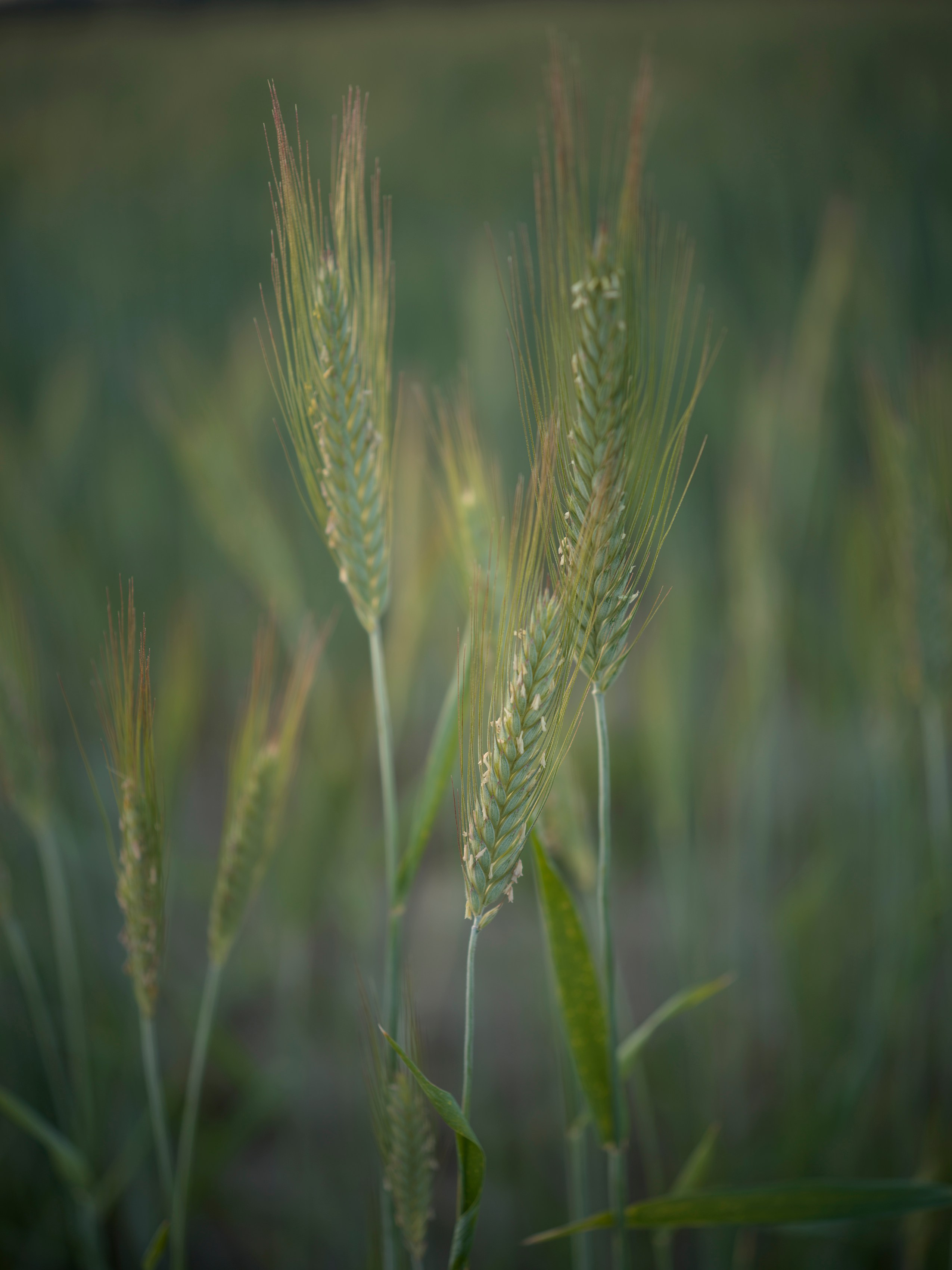 Природа и животные. Творческий фотограф Ирина Баландина.  Санкт-Петербург, Мурманск