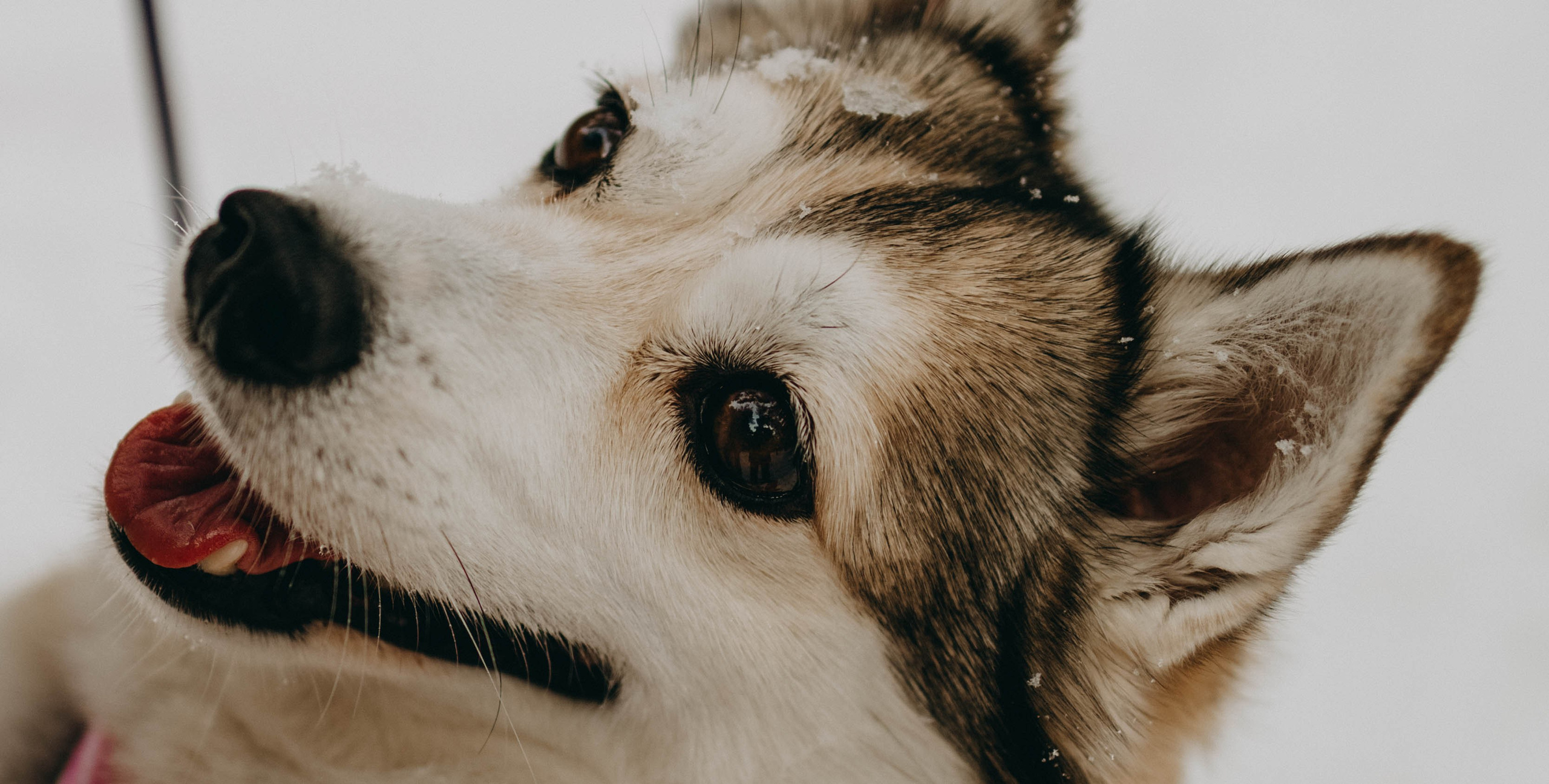 Варвара и Шелби. Фотограф-анималист в Екатеринбурге | Кристина