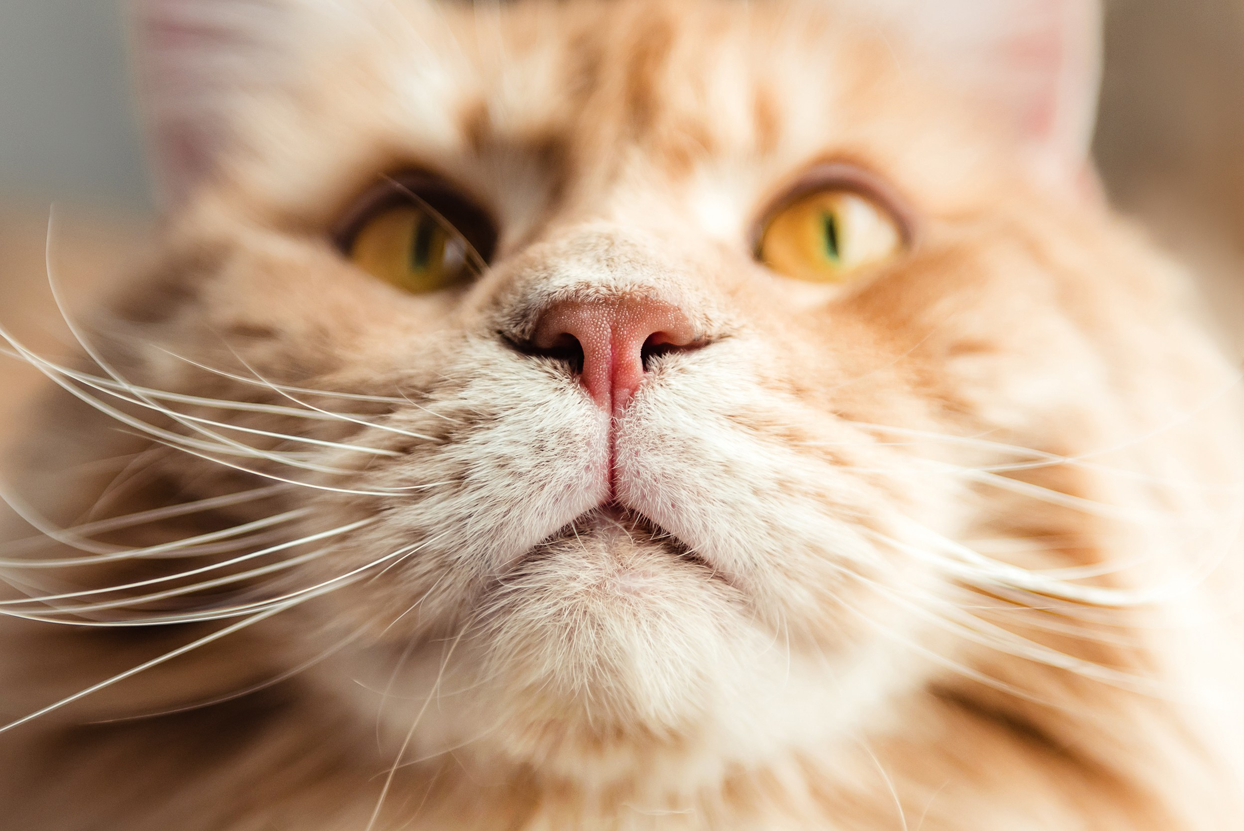 Алена, Виктор, Оливка и Ластик. Семейный Фотограф в Москве Ирина Хохлова