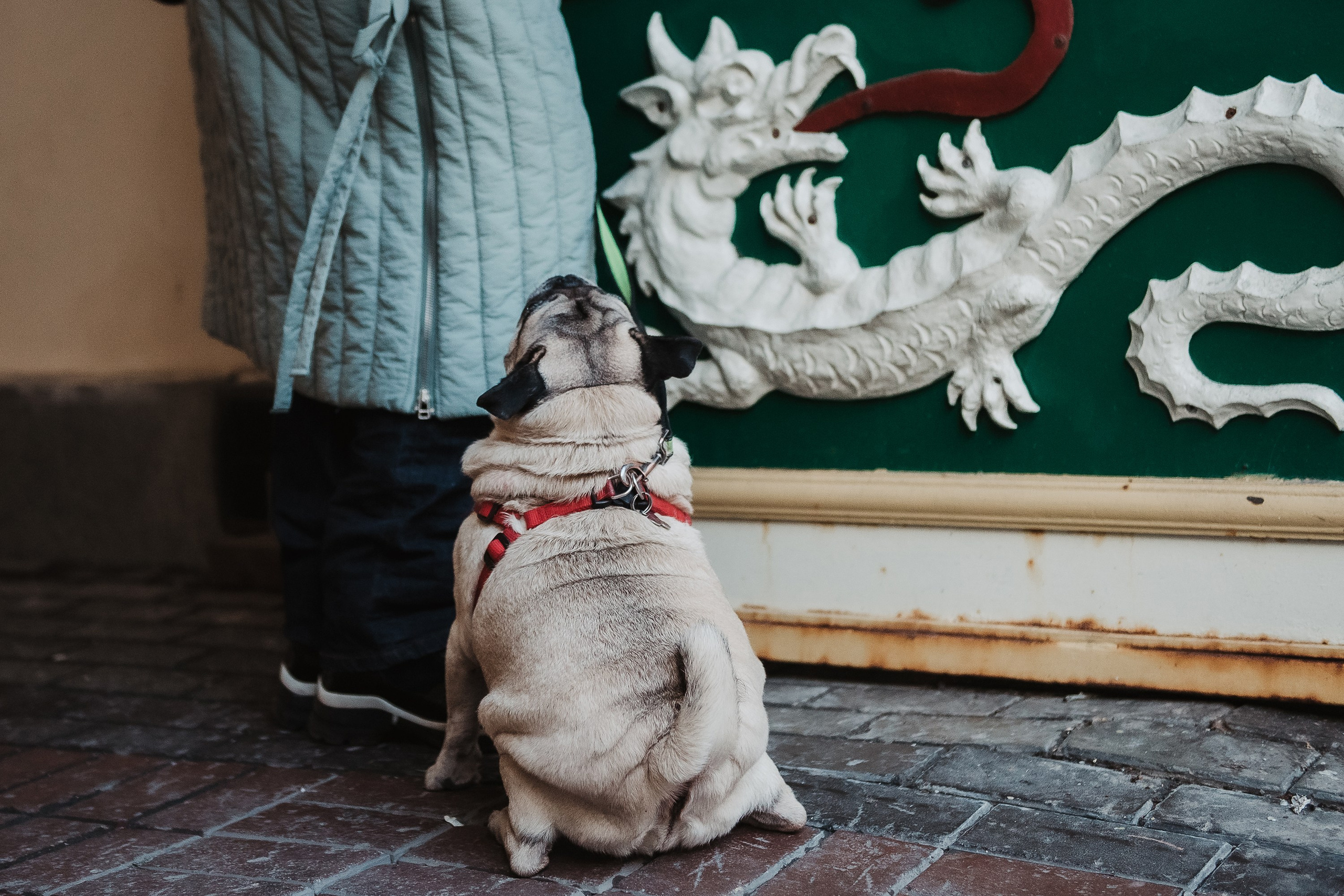 Ольга и Потапум. Прогулка к чайному дому. Семейный Фотограф в Москве Ирина Хохлова