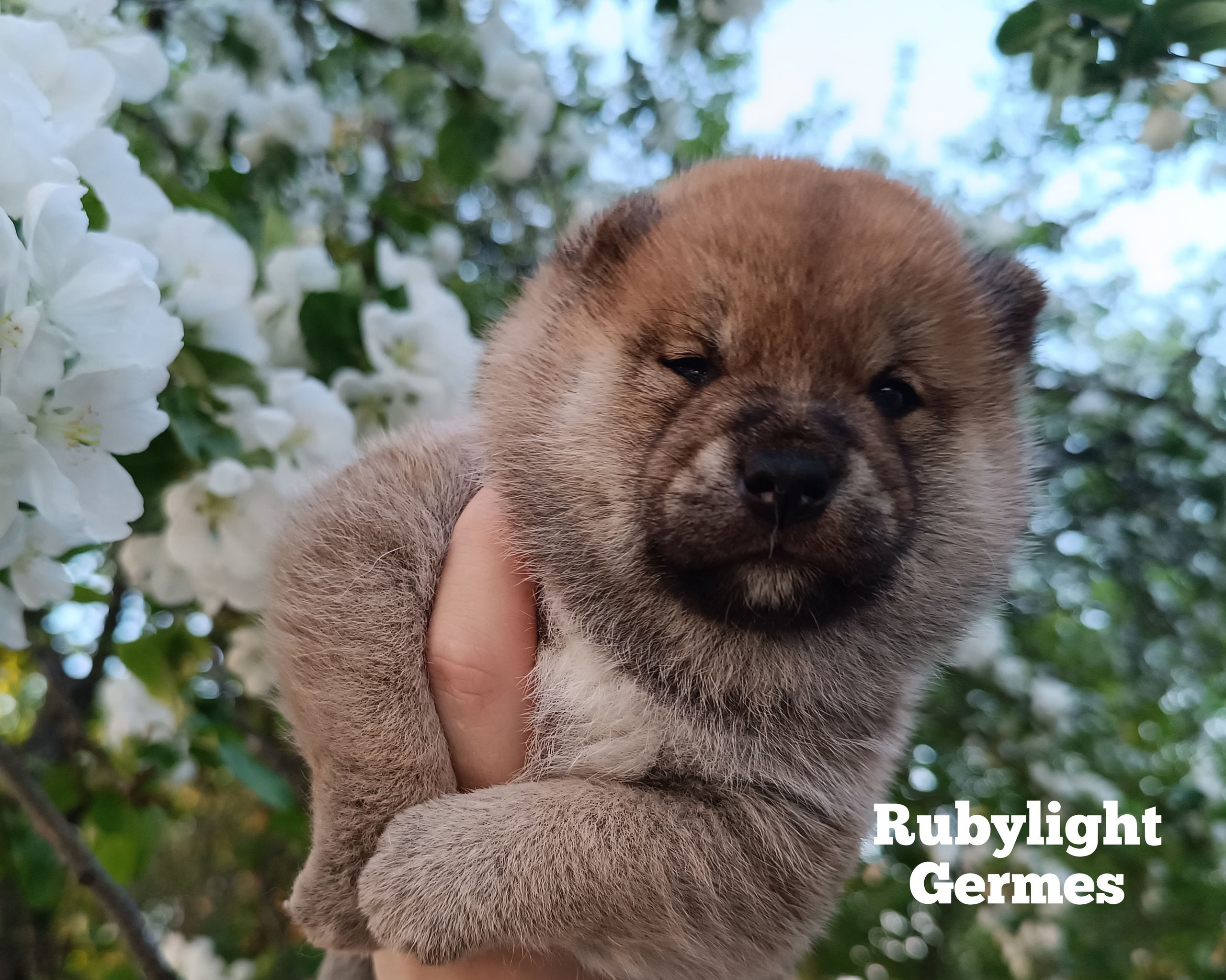 Сиба Rubylight Germes питомник Рубилайт