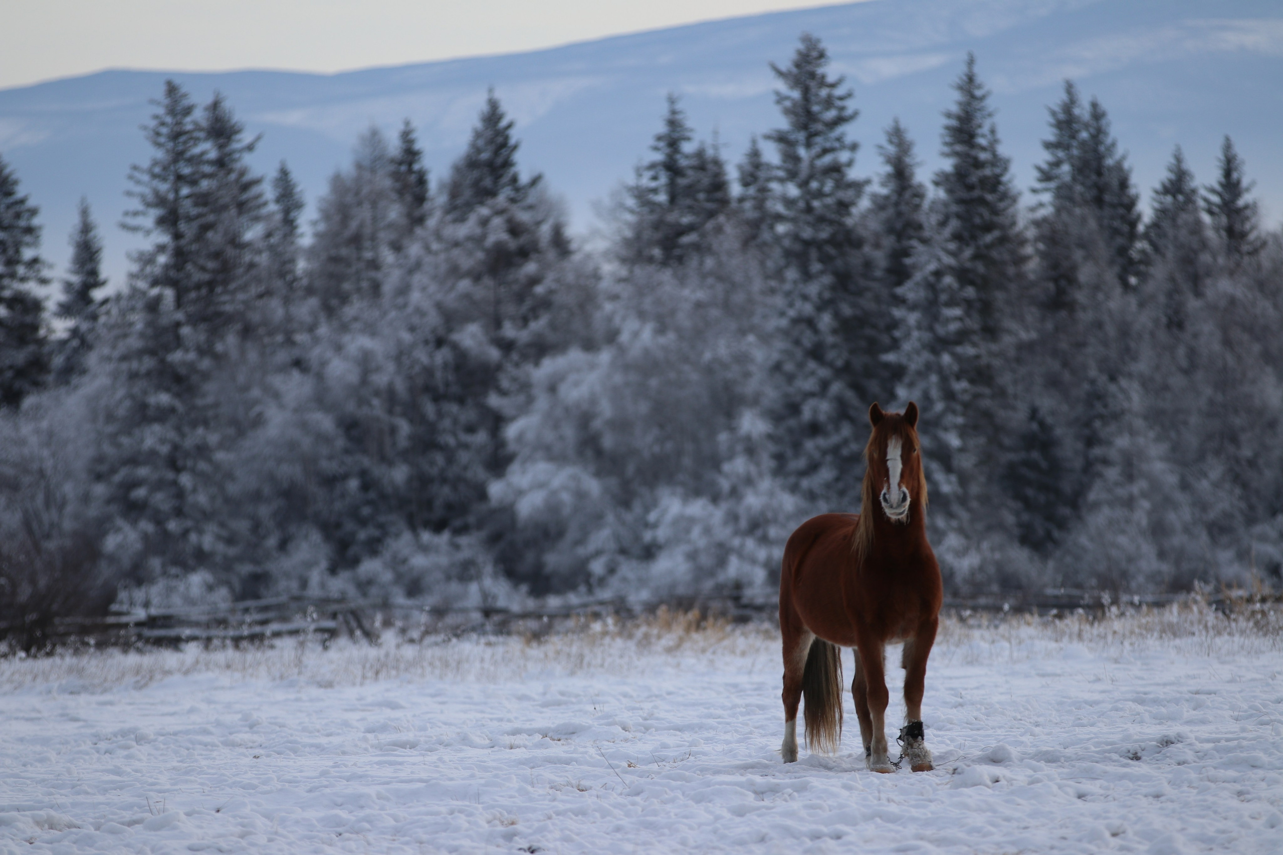Аршан. Январь 2024. Путешественник-фотограф из Санкт-Петербурга Татьяна Свистулина