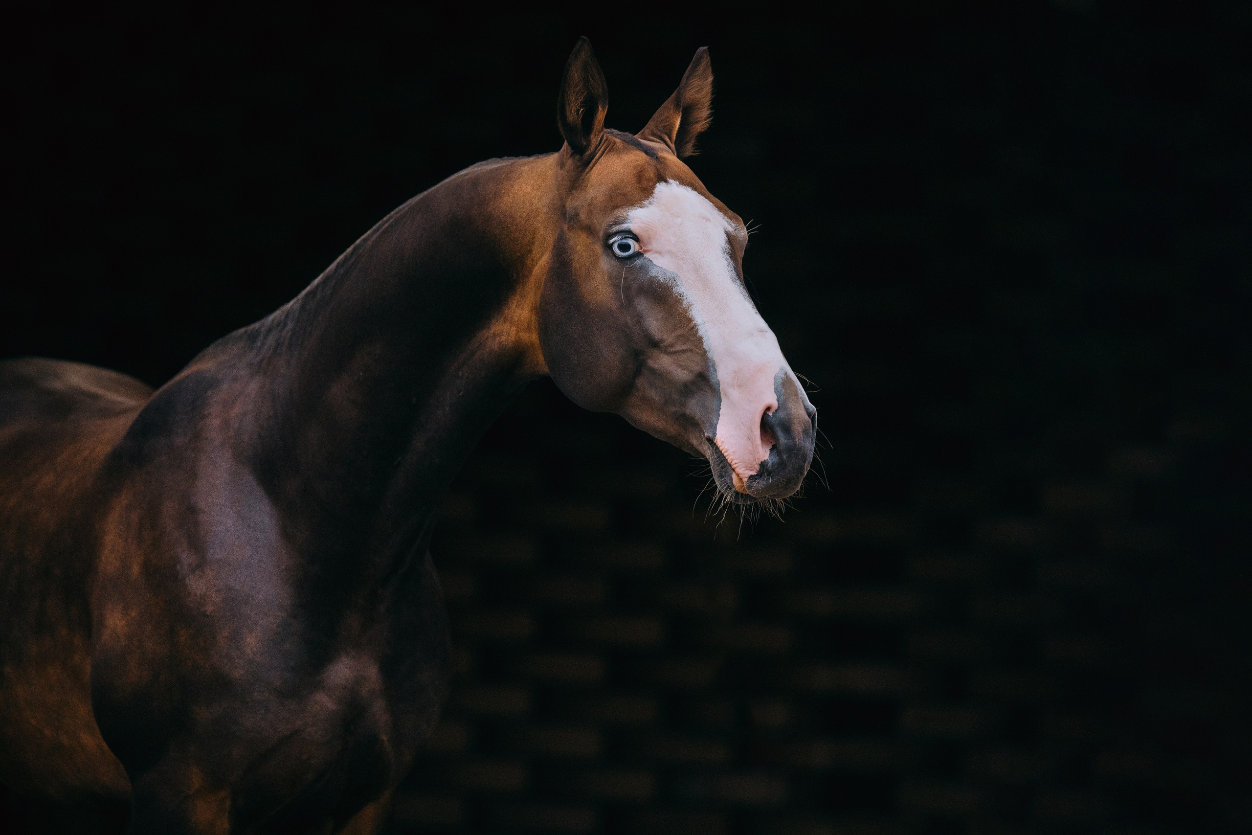 На черном фоне. Фотограф-анималист Ксендзова Кристина