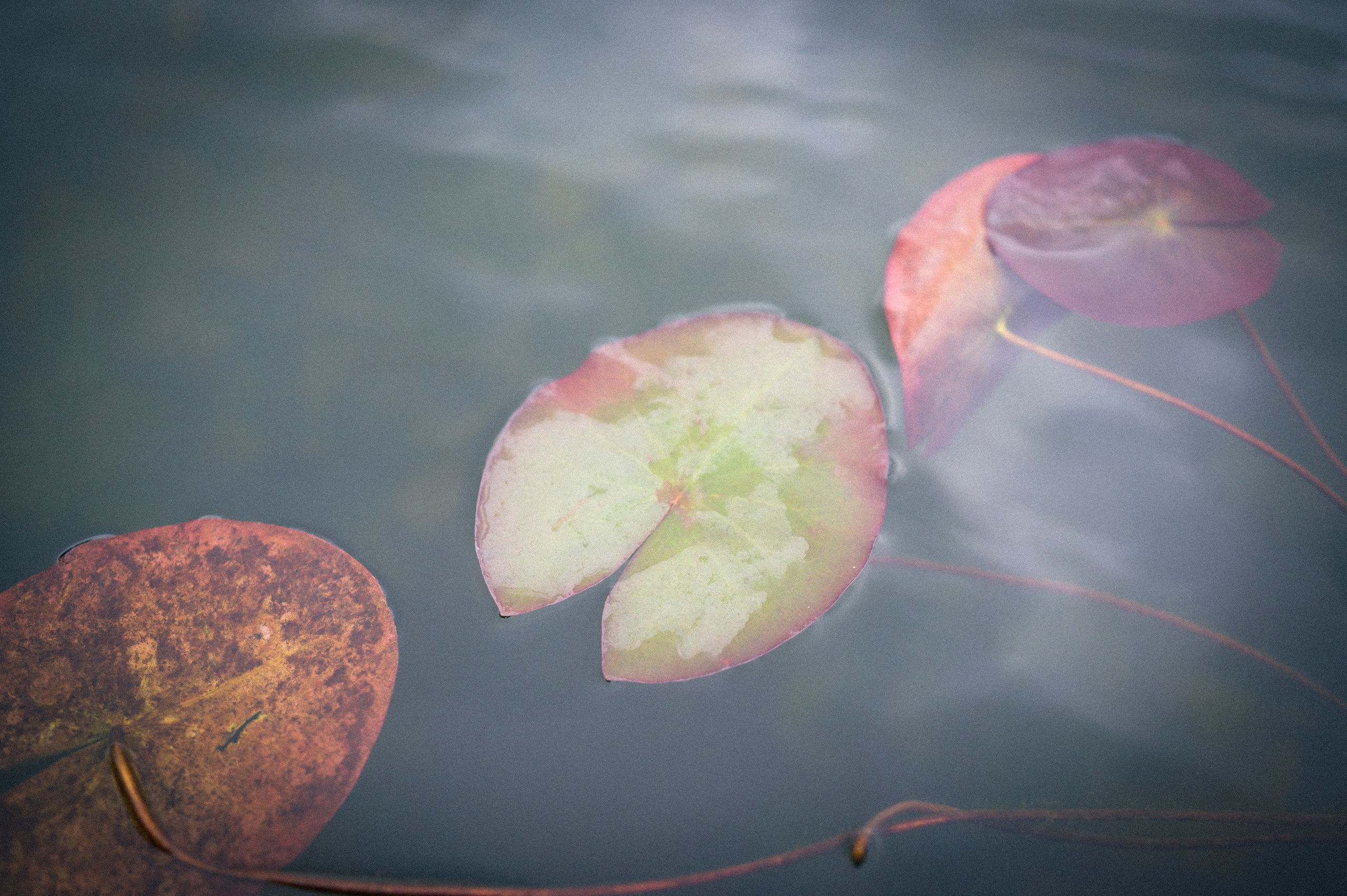 Vladimir — Suzdal trip. Kartascheff