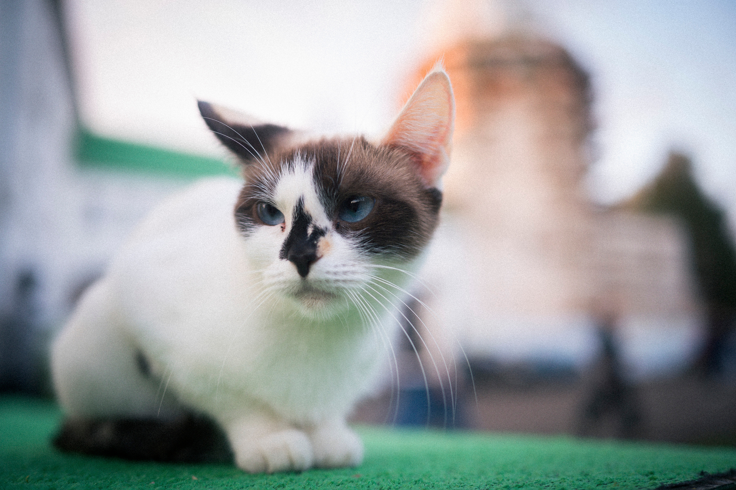 Vladimir — Suzdal trip. Kartascheff