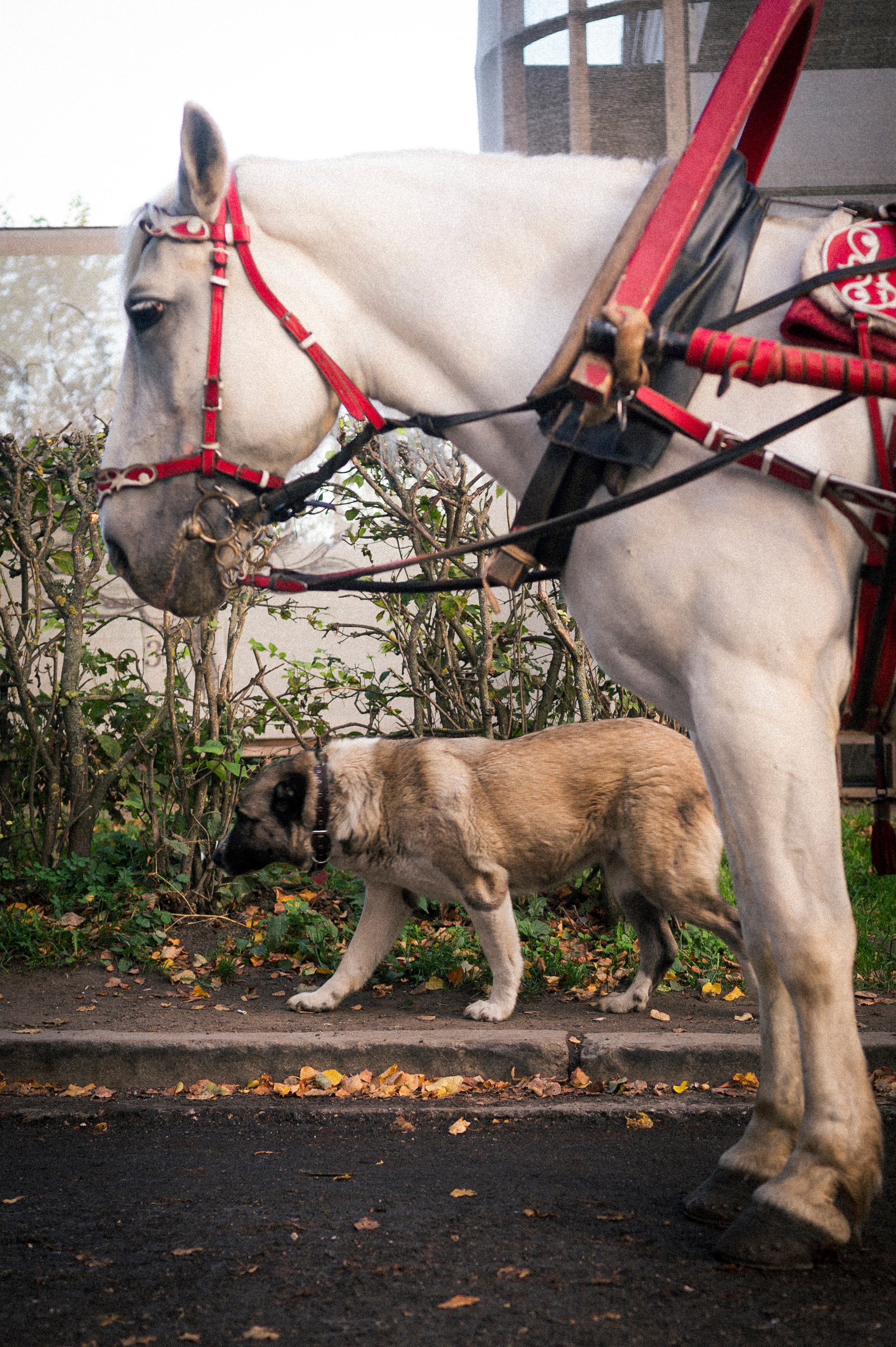 Vladimir — Suzdal trip. Kartascheff