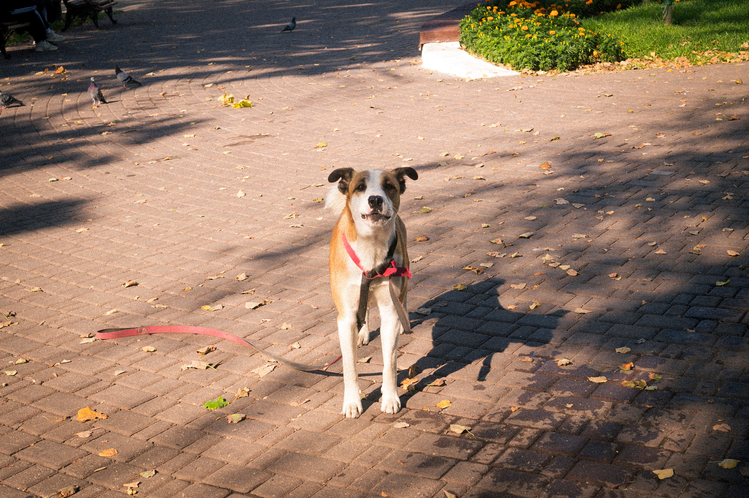 Vladimir — Suzdal trip. Kartascheff