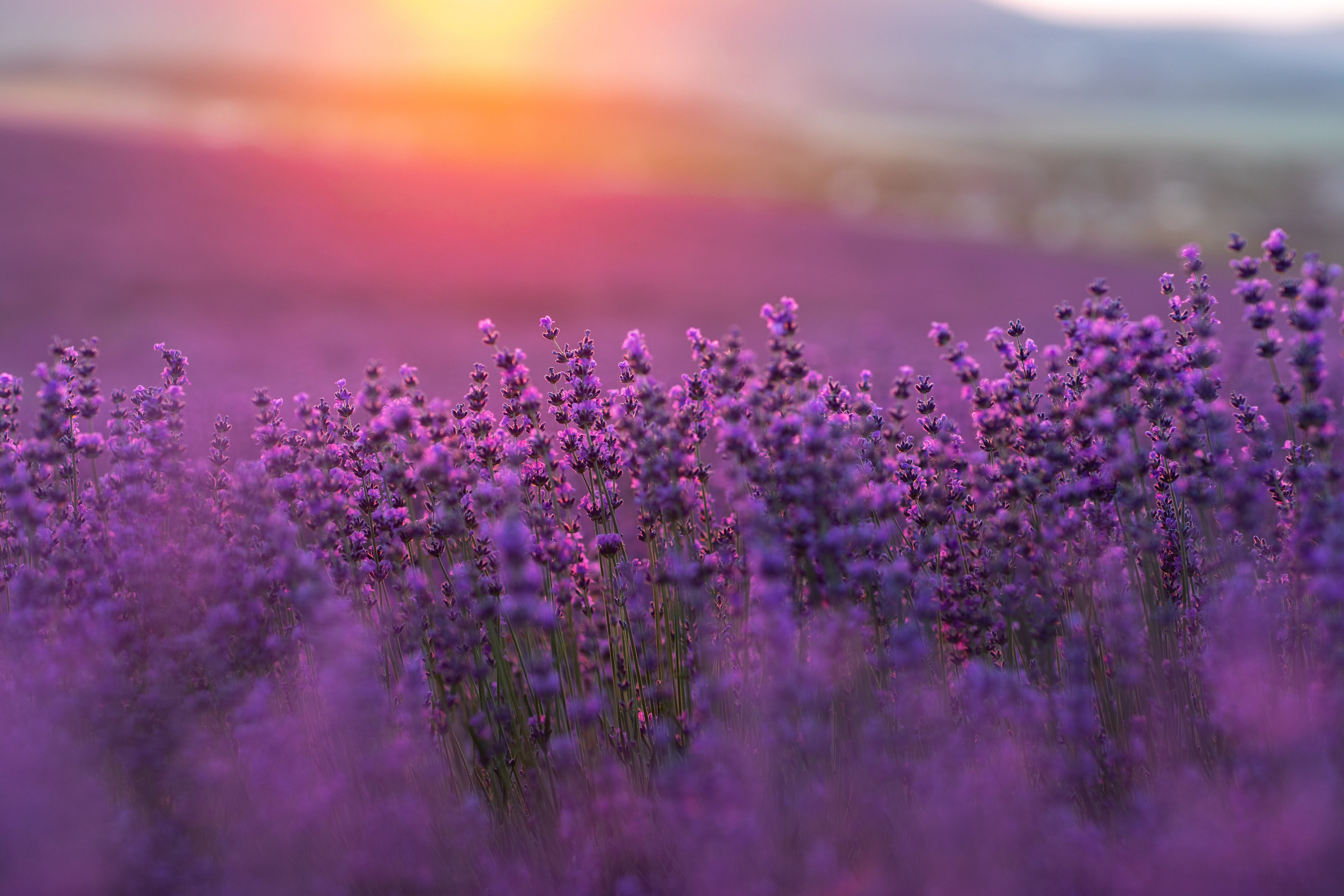 Портфолио. Фотограф Севастополь/Крым Светлана Евтушенко