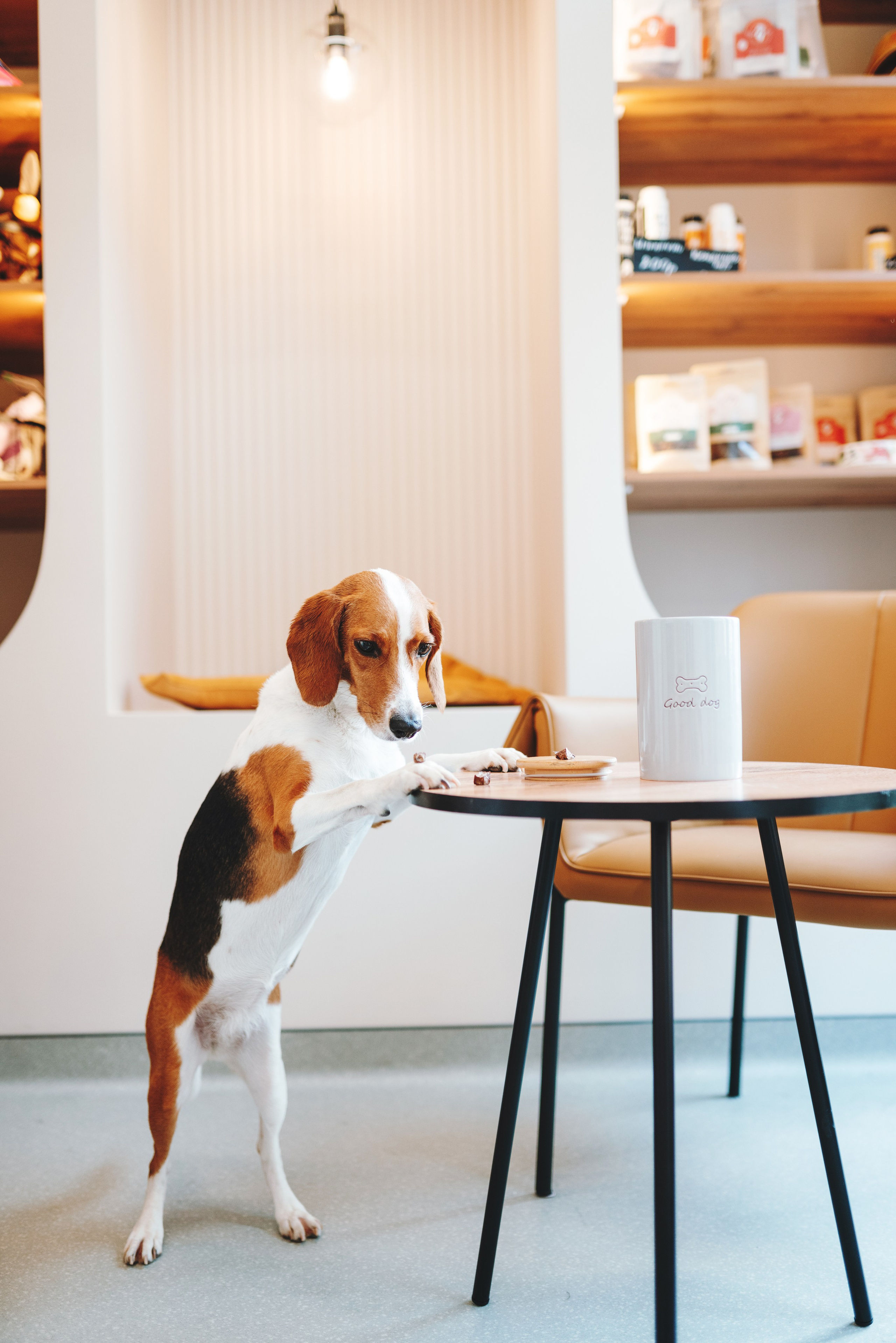 Груминг-салон. Фотограф анималист Осипчикова Мария