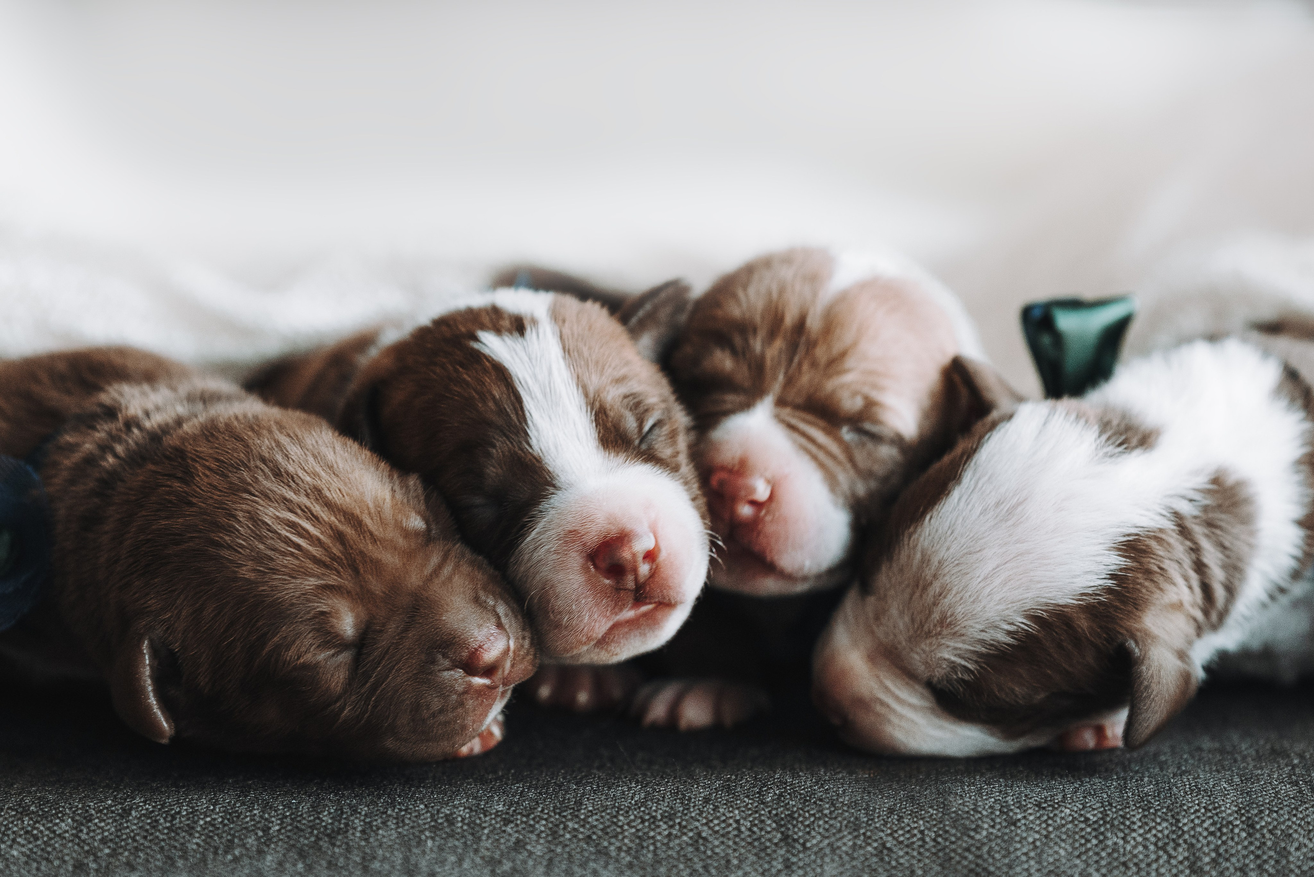 Прайтеры. Фотограф анималист Осипчикова Мария