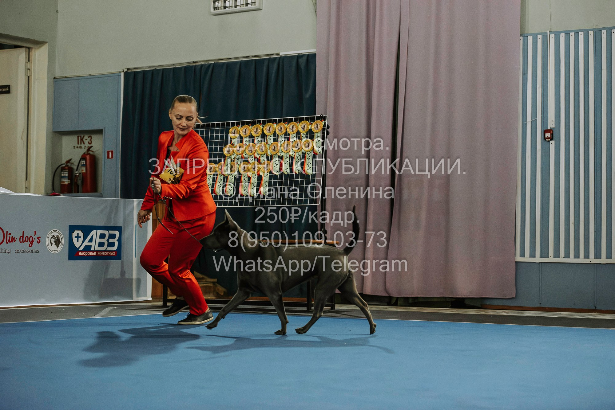 Выставка собак Красноярск 29.10.2023. Фотограф Диана Оленина Красноярск / Братск