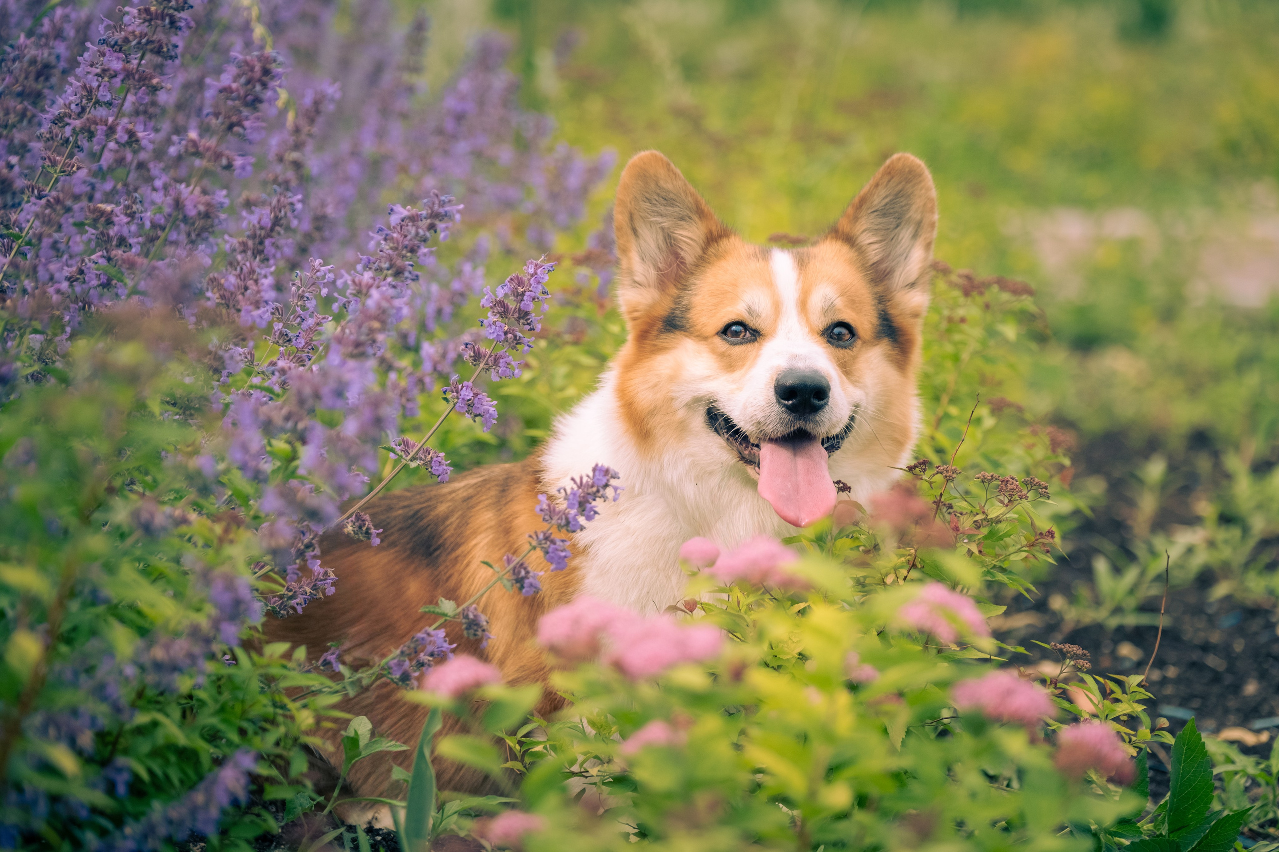 Фотопрогулка для Владислава. Зоофотограф, фотограф животных в Москве и области Дина Дамоцева