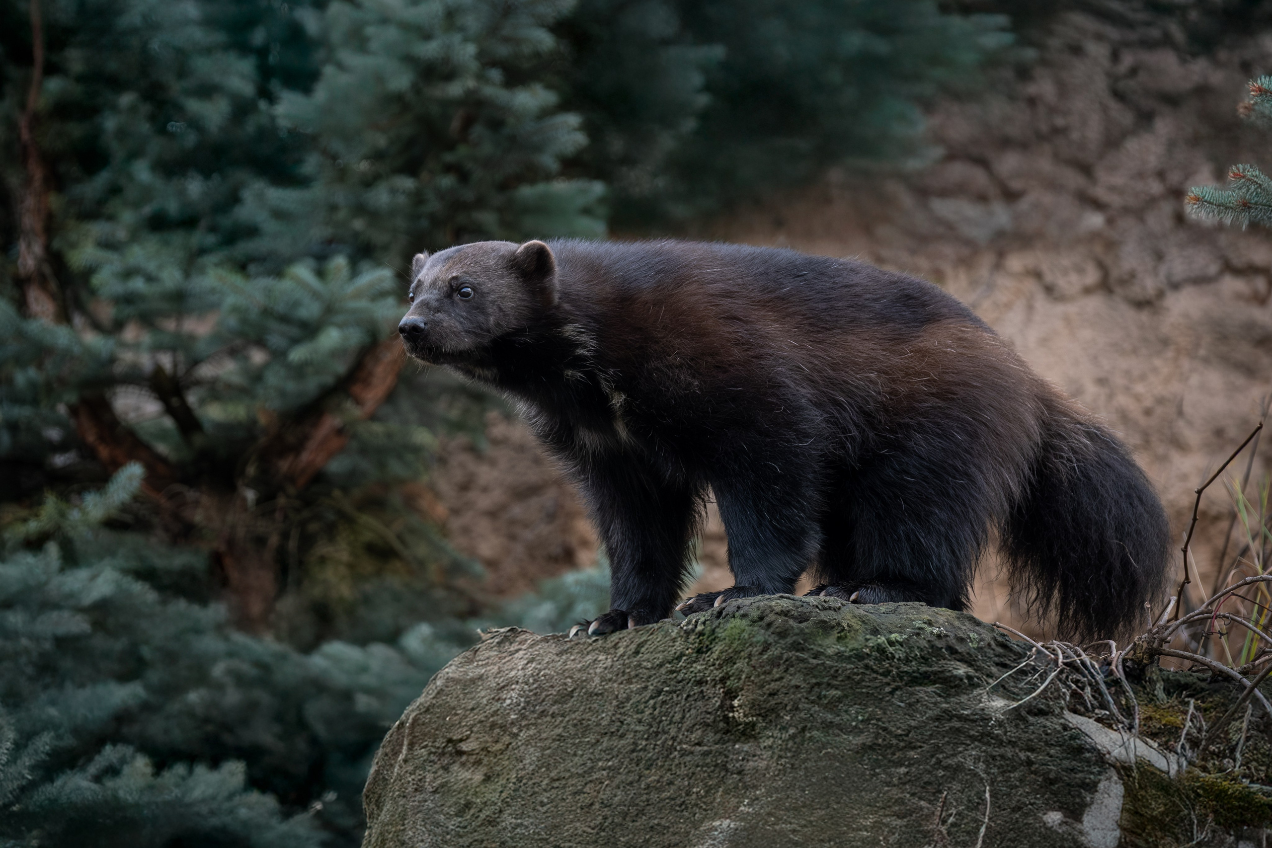 Росомаха Крендель и белый медведь. Зоофотограф, фотограф животных в Москве и области Дина Дамоцева