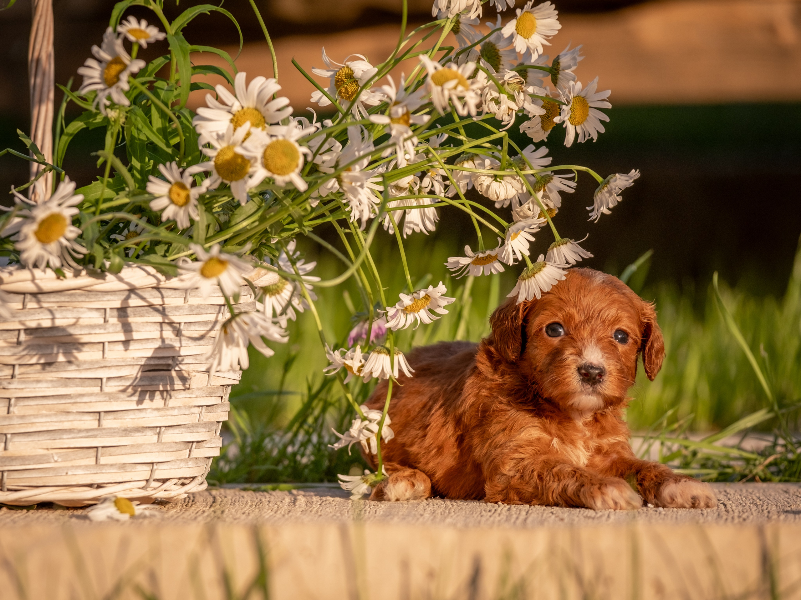 Неповторимые лабрадудли для Елены). Зоофотограф, фотограф животных в Москве и области Дина Дамоцева
