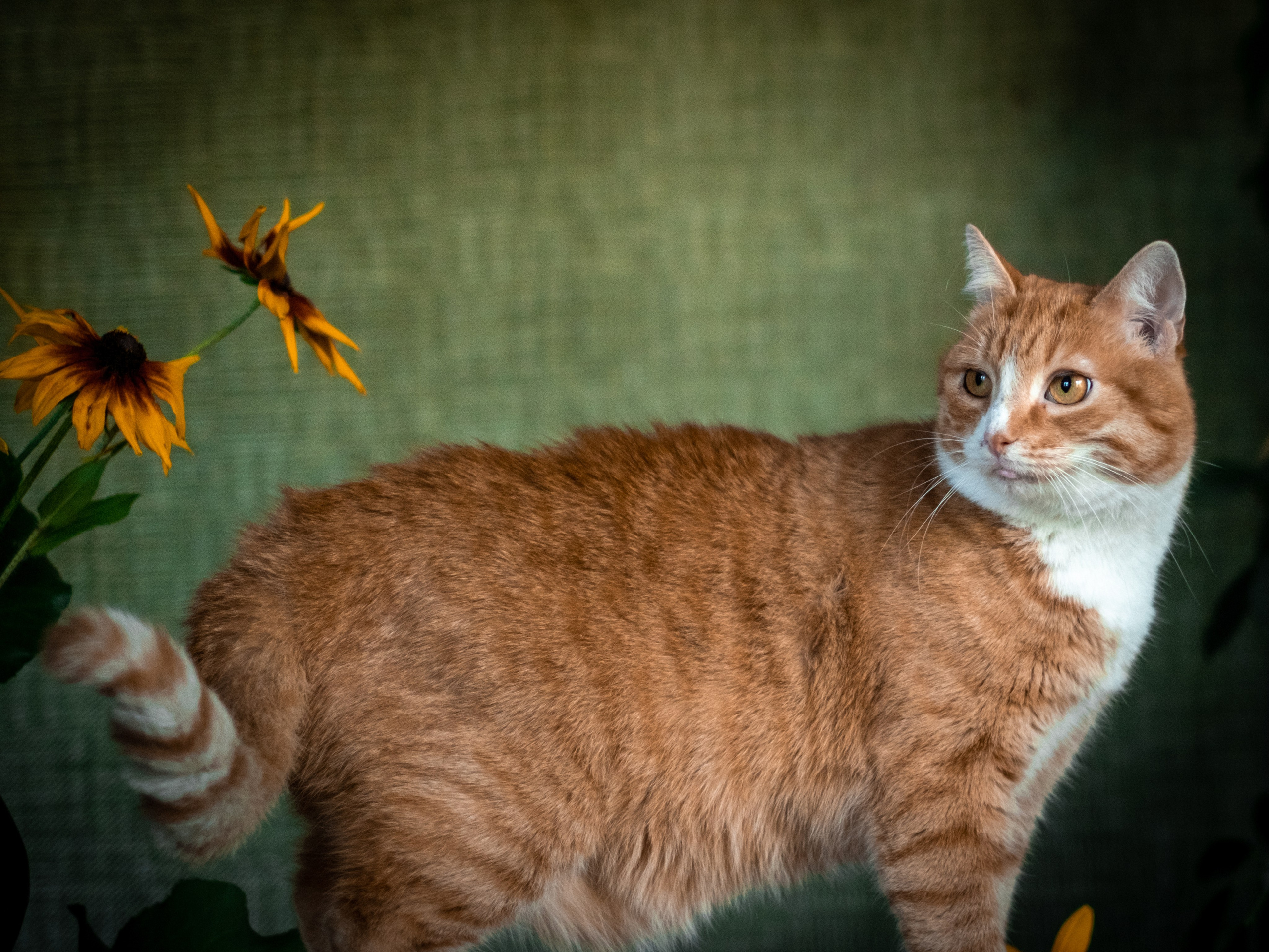 Нюша и Лучик для Антона!. Зоофотограф, фотограф животных в Москве и области Дина Дамоцева