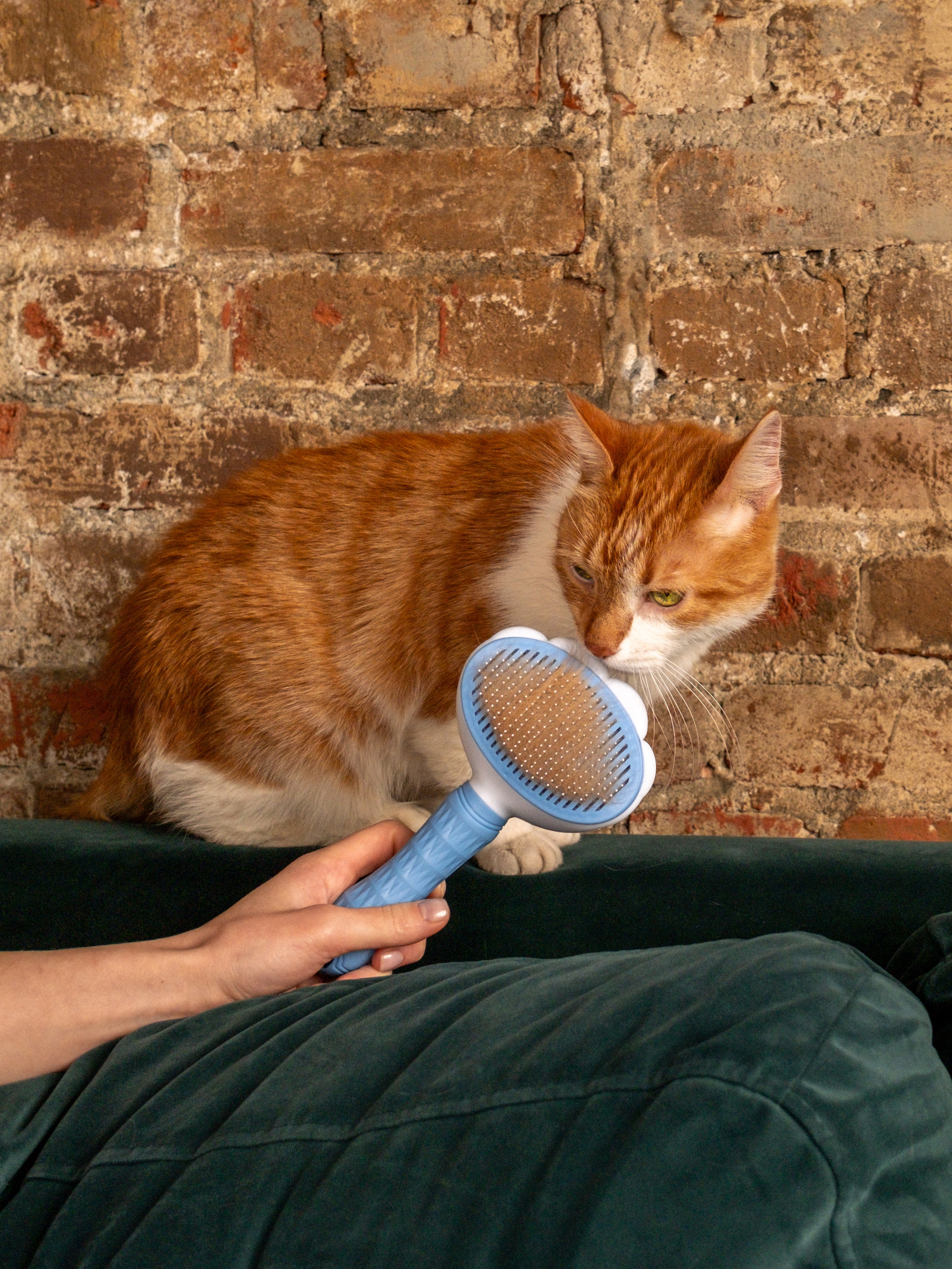 Пуходерка и ролик для очистки одежды для Александра!. Зоофотограф, фотограф животных в Москве и области Дина Дамоцева