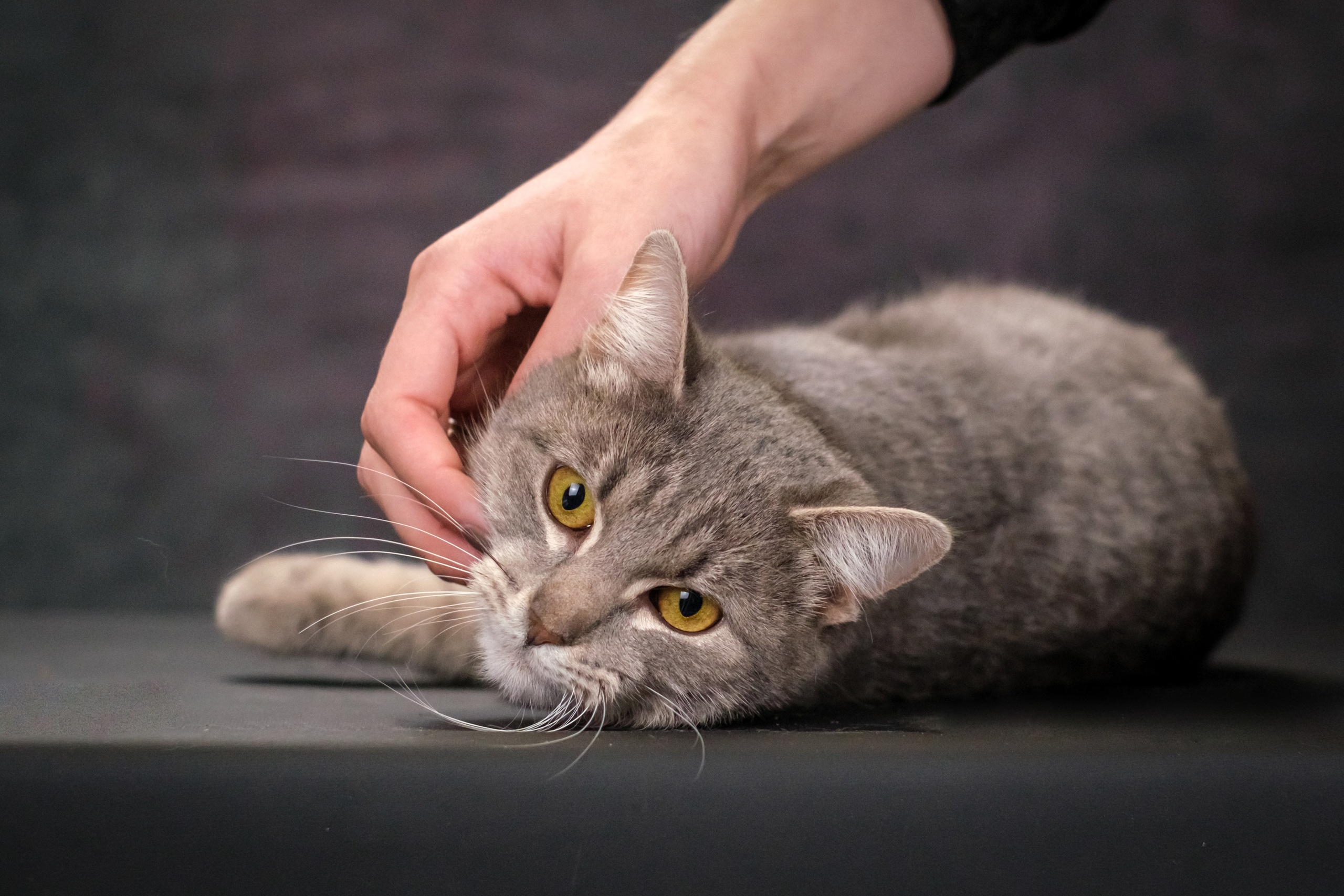 Котики Мурмурии). Зоофотограф, фотограф животных в Москве и области Дина Дамоцева