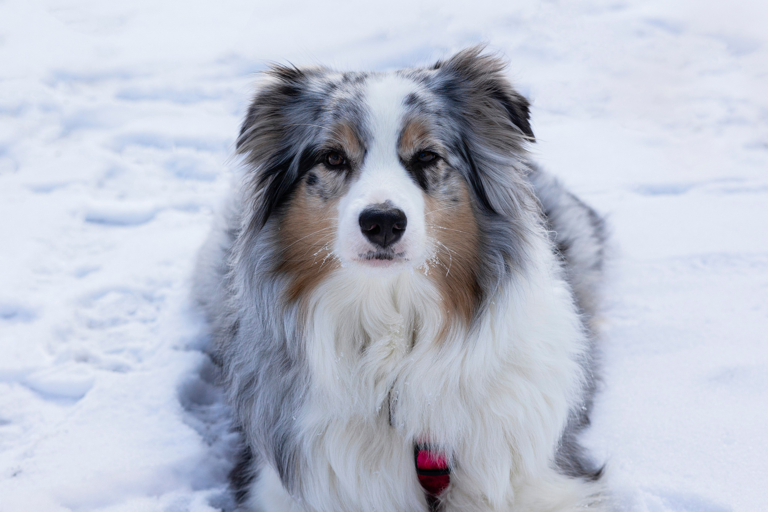 Съемка с собакой. Анастасия Белаш