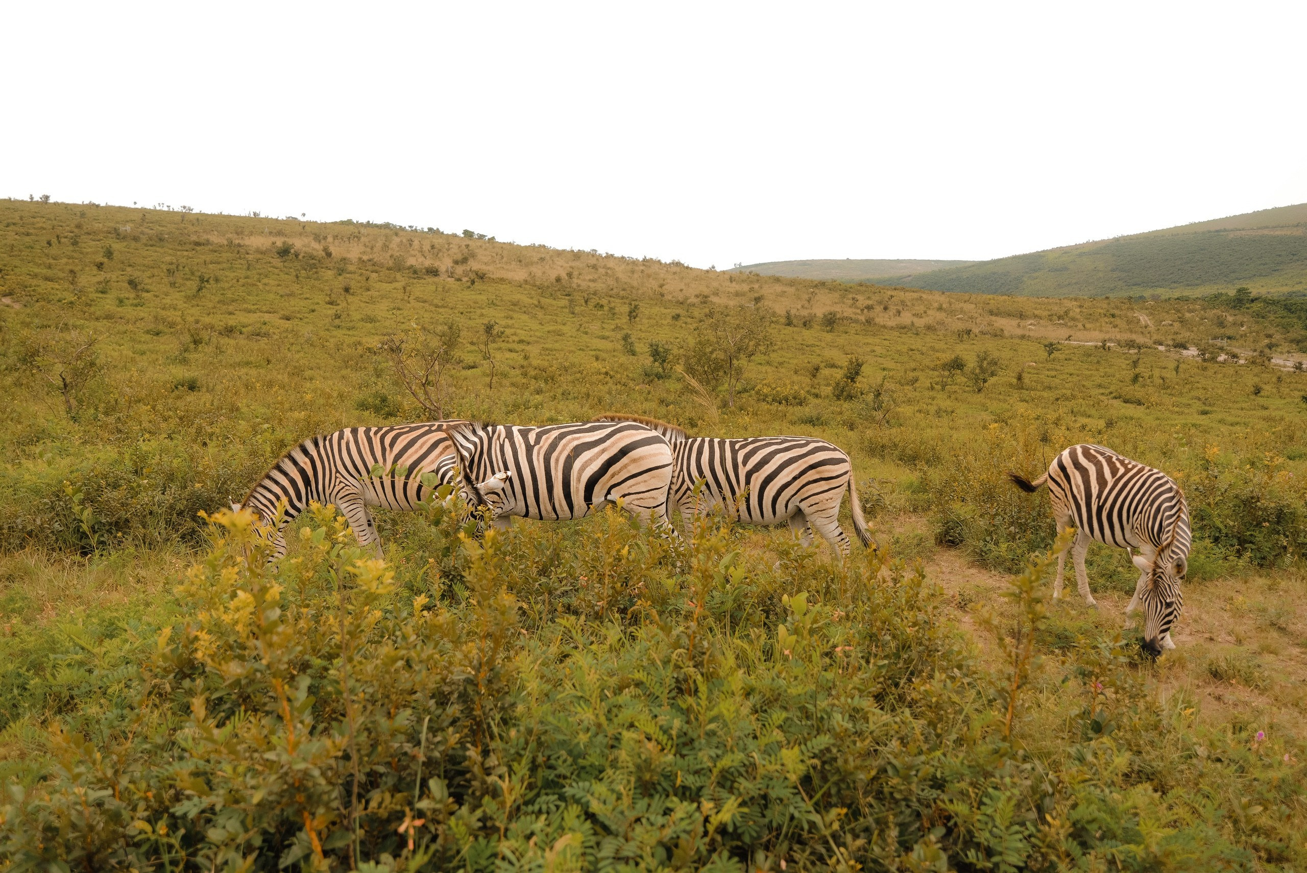 Wedding photographer in Kongo
