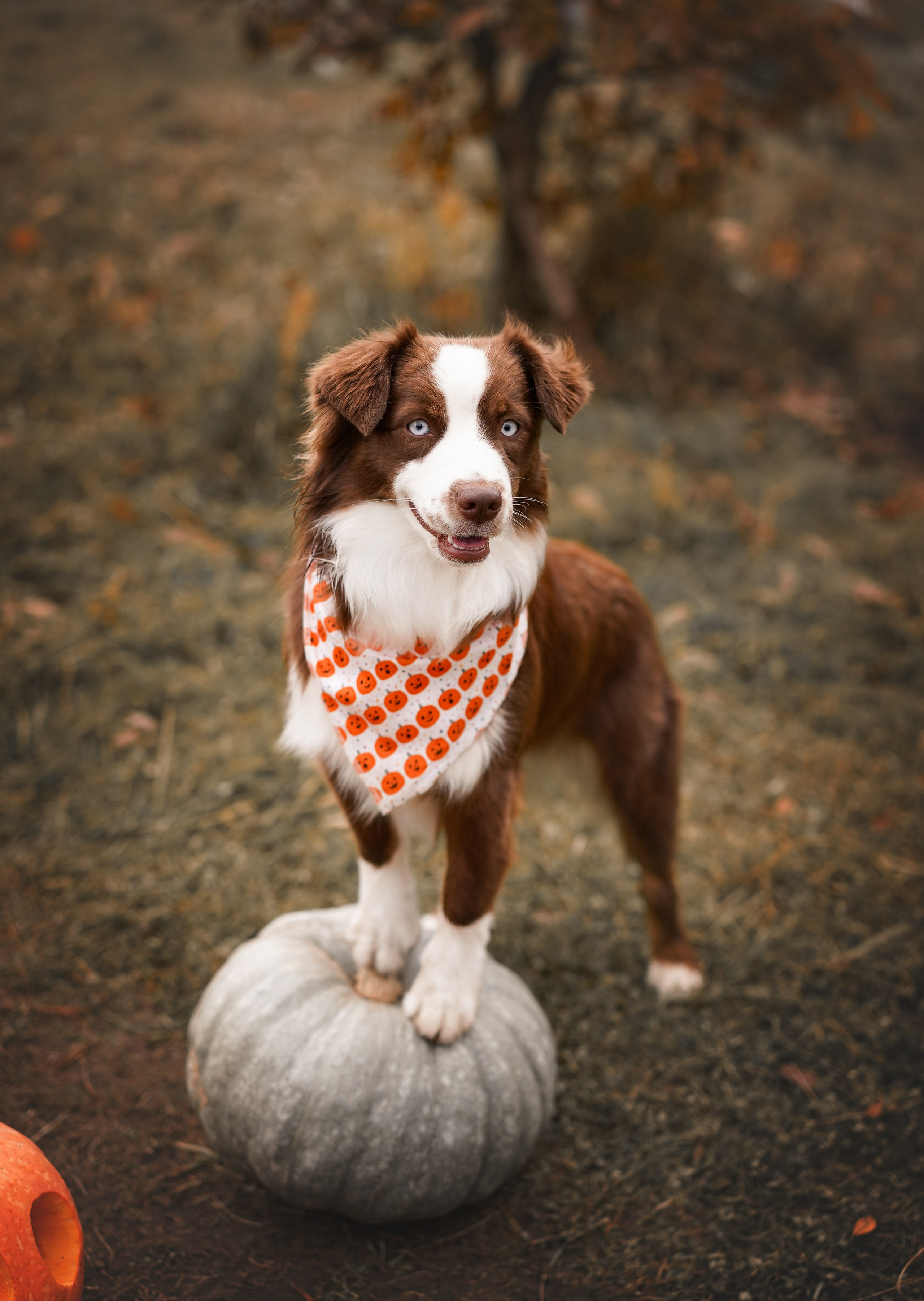 Фотодень Хэллоуин 2025. Фотограф-анималист в Санкт-Петербурге Яна Мартынова