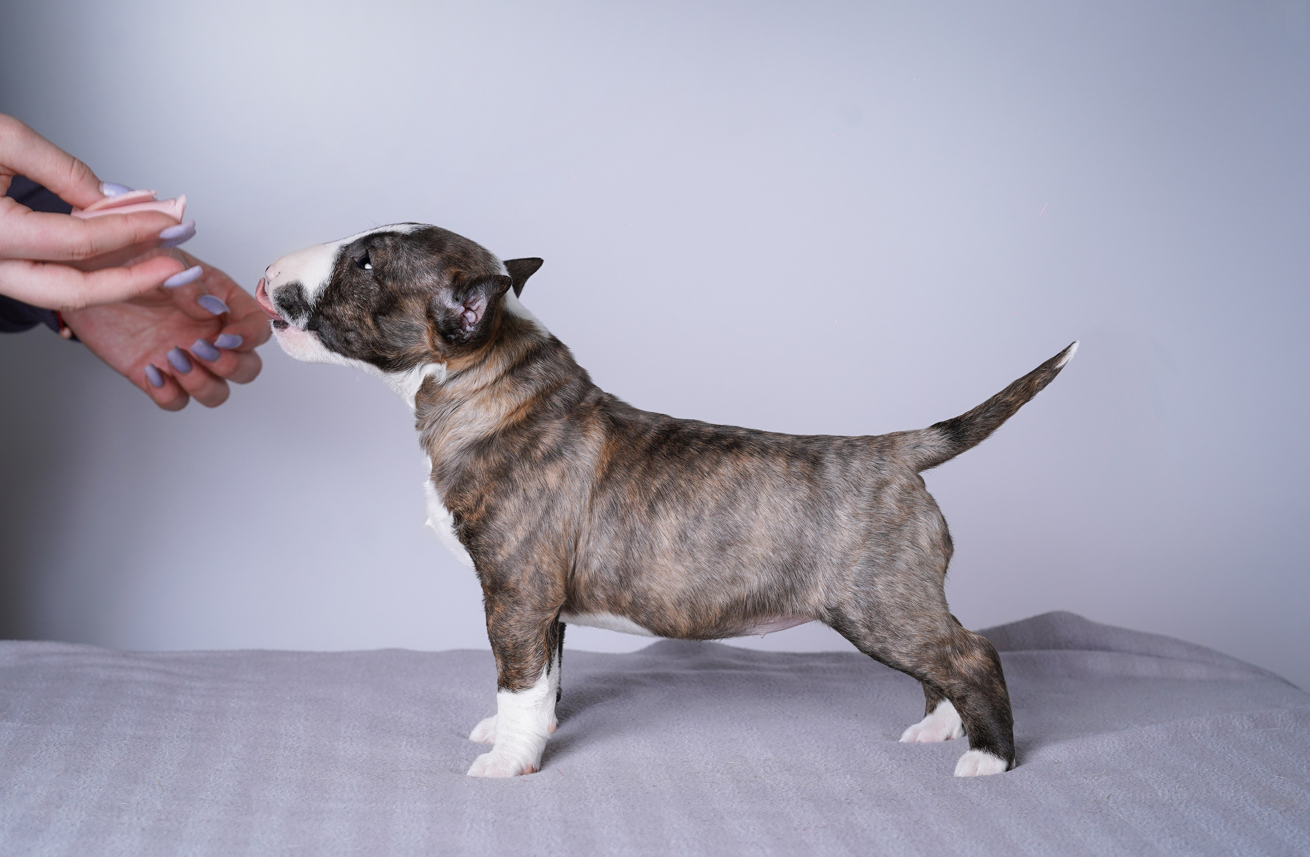 Щенки минибуля. Фотограф-анималист в Санкт-Петербурге Яна Мартынова