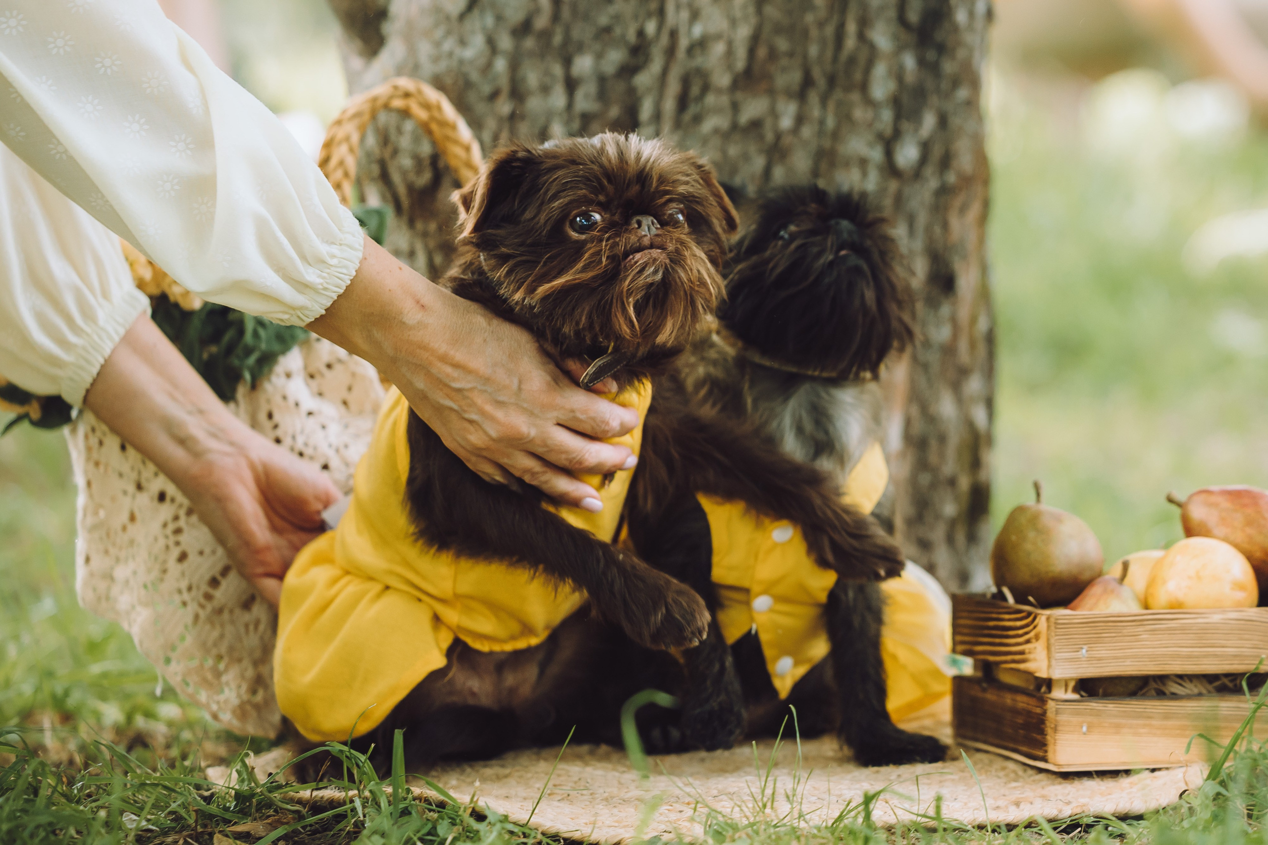 Griff-пикник. Семейный фотограф животных, анималист в Москве Екатерина Киреева
