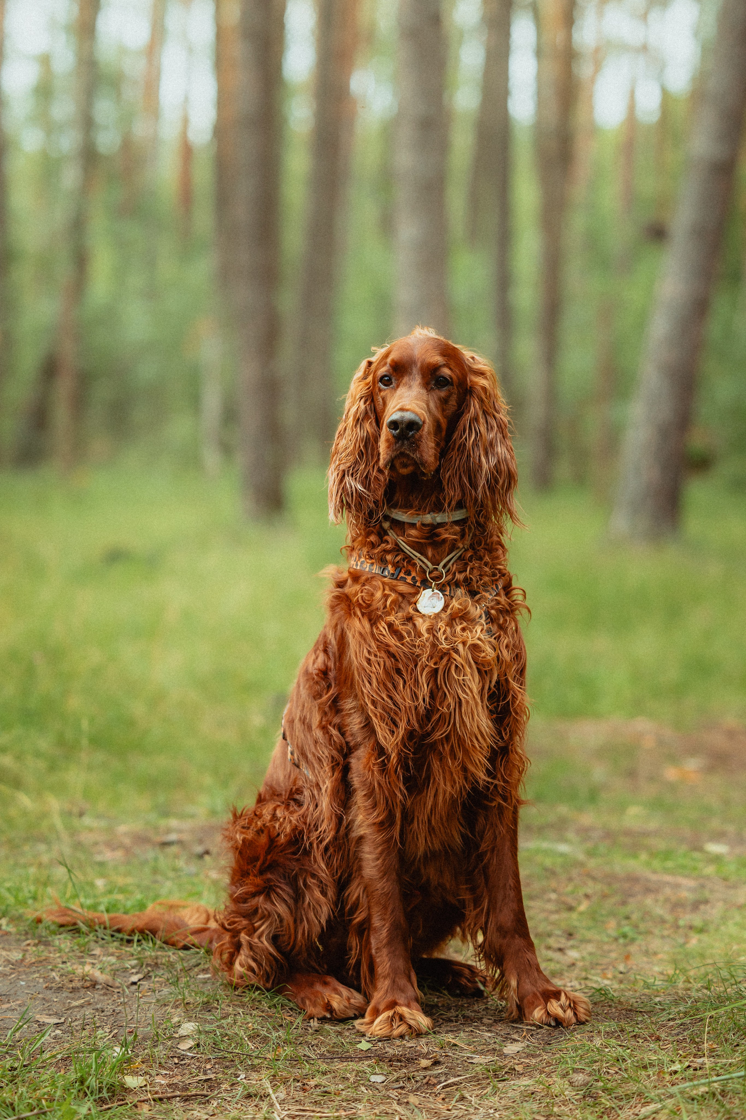 Выездной дог-тренинг от школы «Шерсть имею»