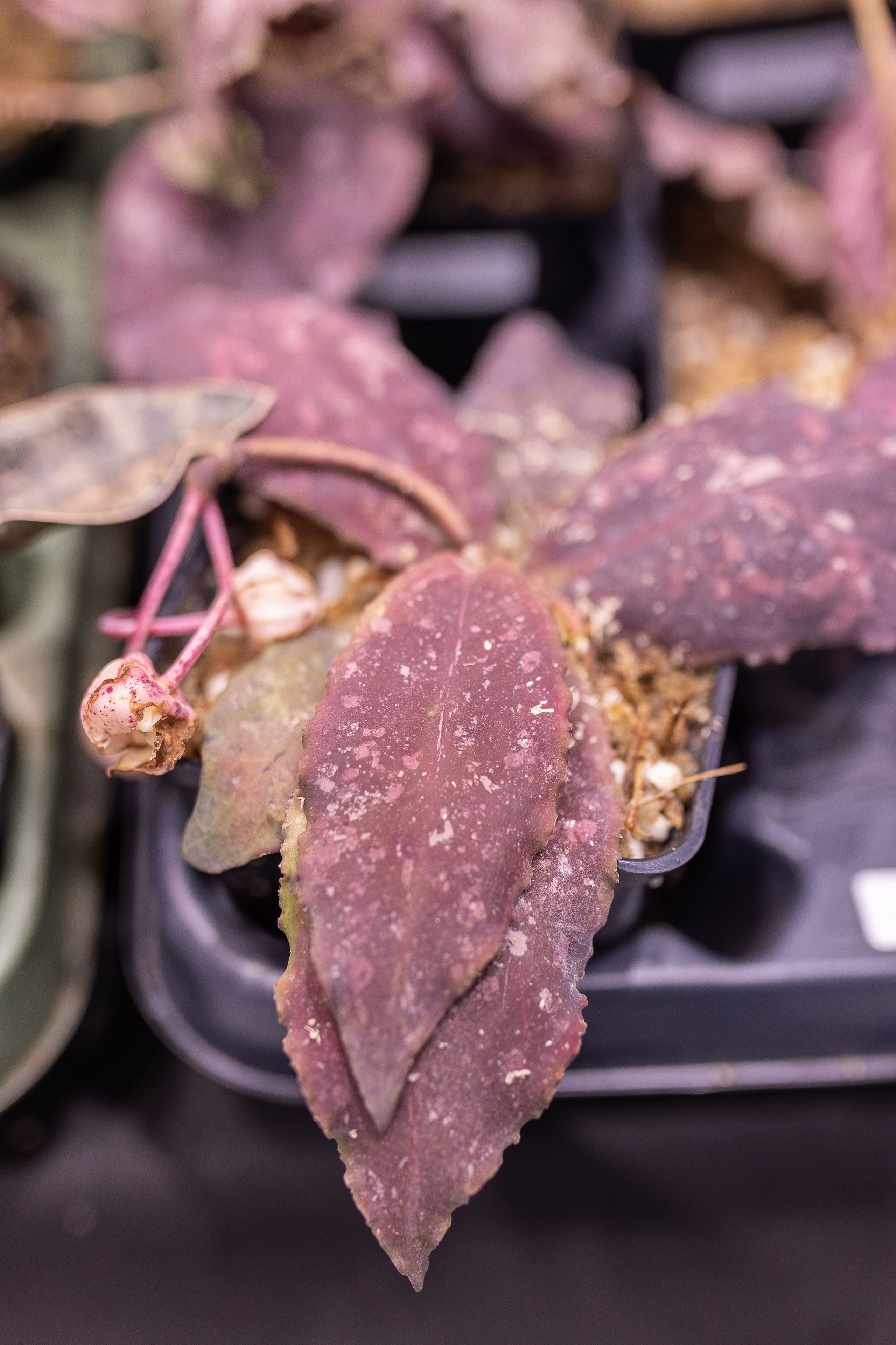 Монстериум 11–12 октября. Александра Куликова фотограф, Москва