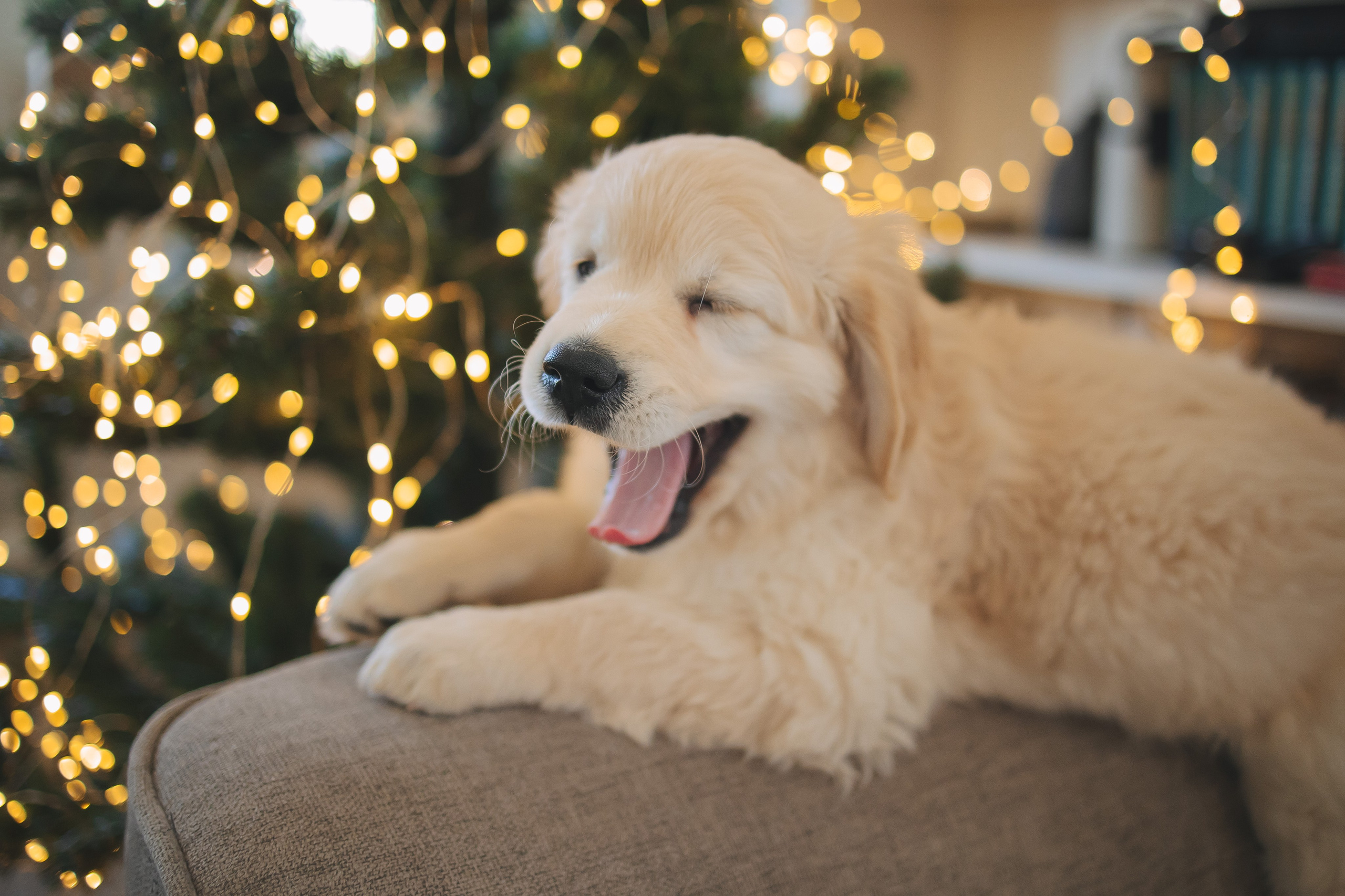 Снежик и Веста, НГ. Свадебный и женский фотограф