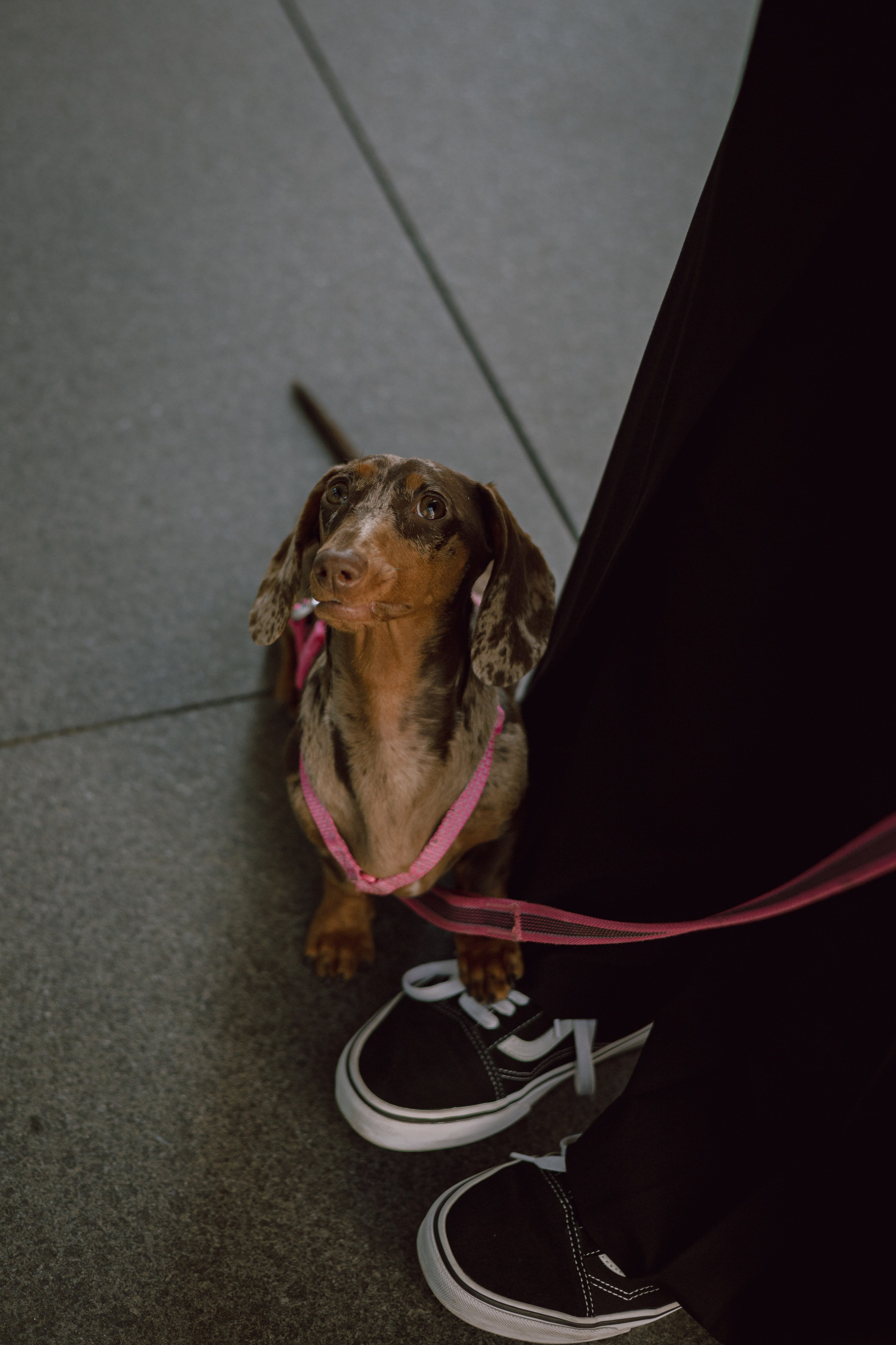 Каринэ и Келли. Фотограф — анималист •love-story•|Санкт-Петербург