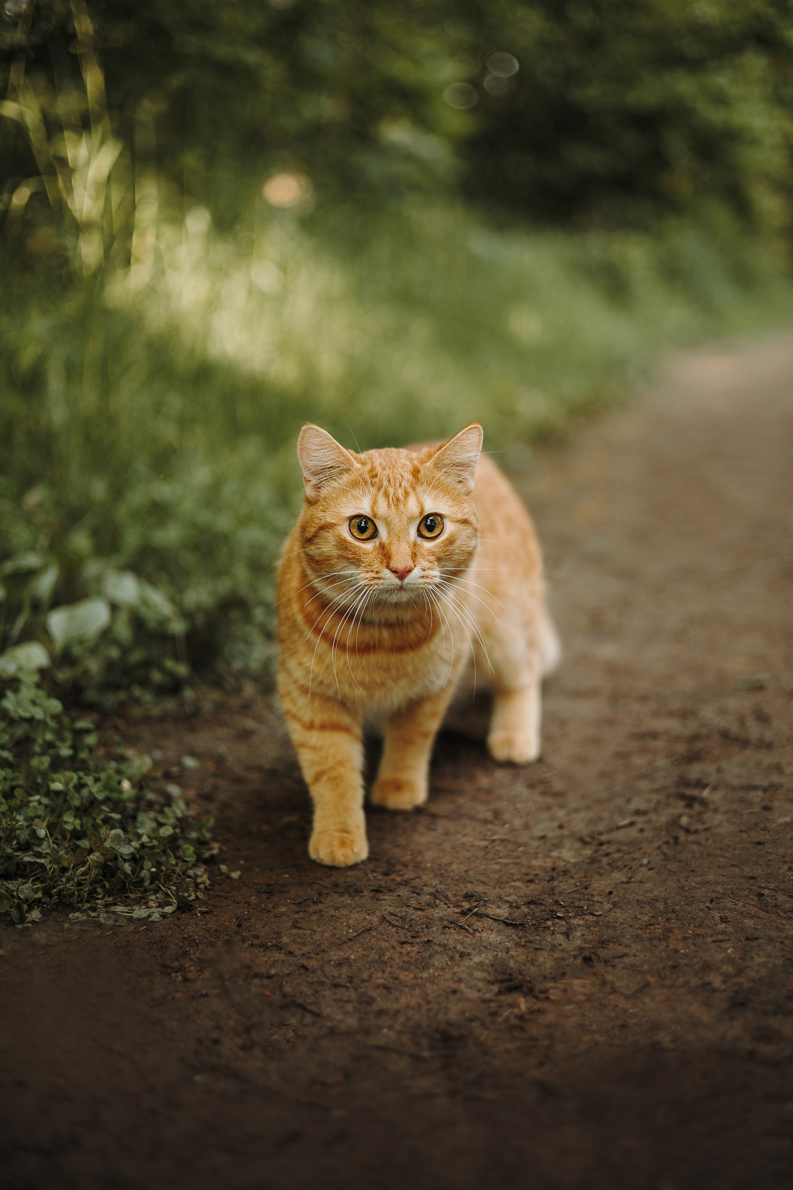 Макс и его семья. Фотограф — анималист •love-story•|Санкт-Петербург