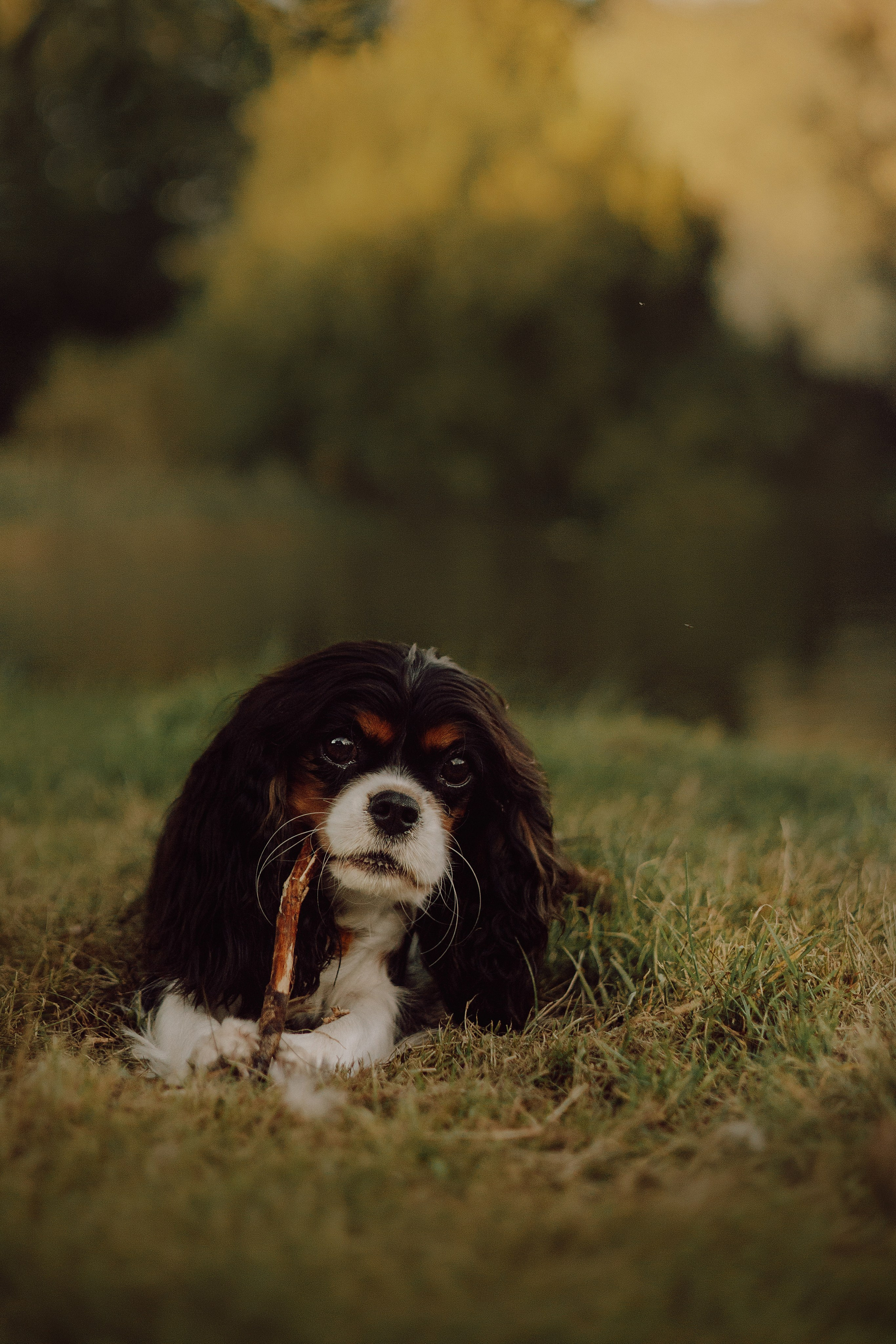 Один день из жизни Стеши и её родных. Фотограф — анималист •love-story•|Санкт-Петербург