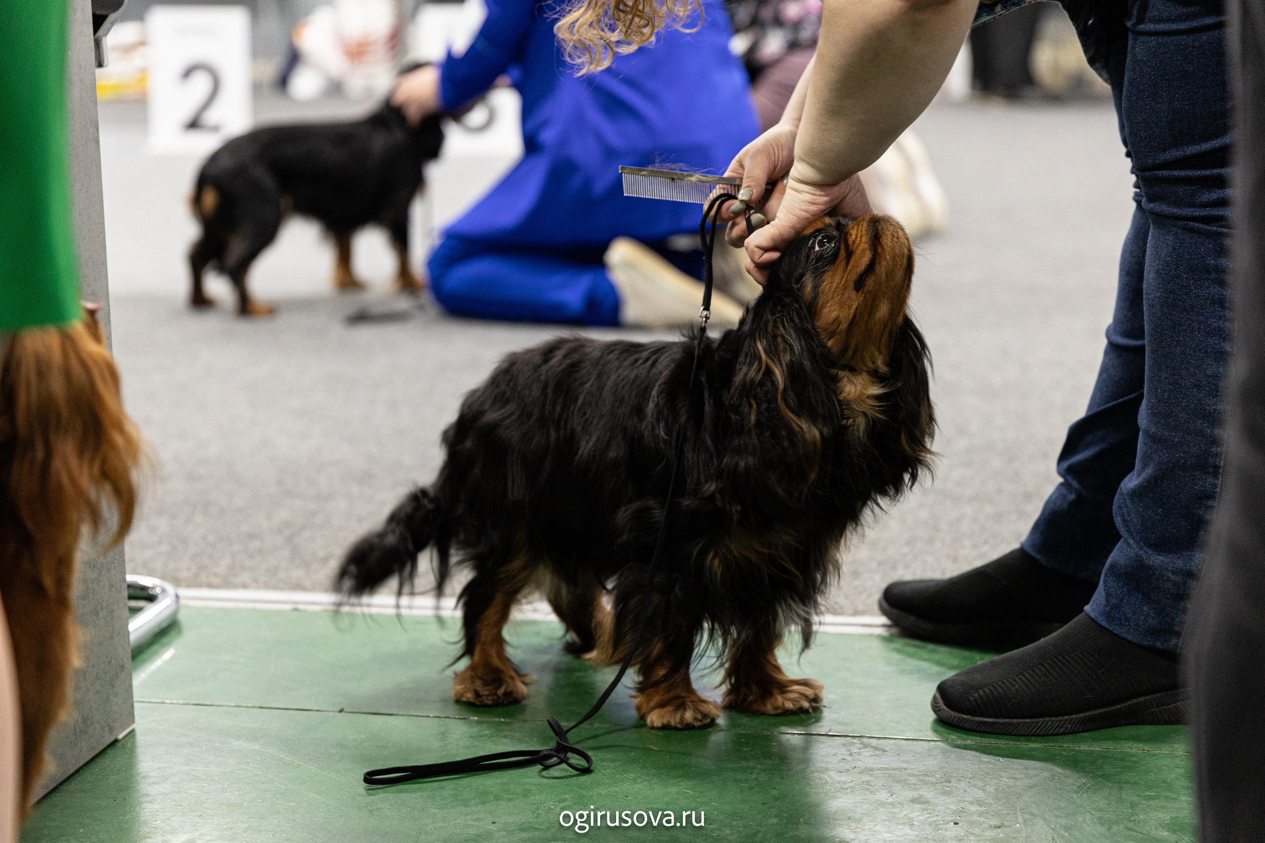 РОО КЛЖ «Олимп"+"Империя"+"Виктория».Выставка собак. Фотограф Ольга Гирусова «Пантерочка» Москва