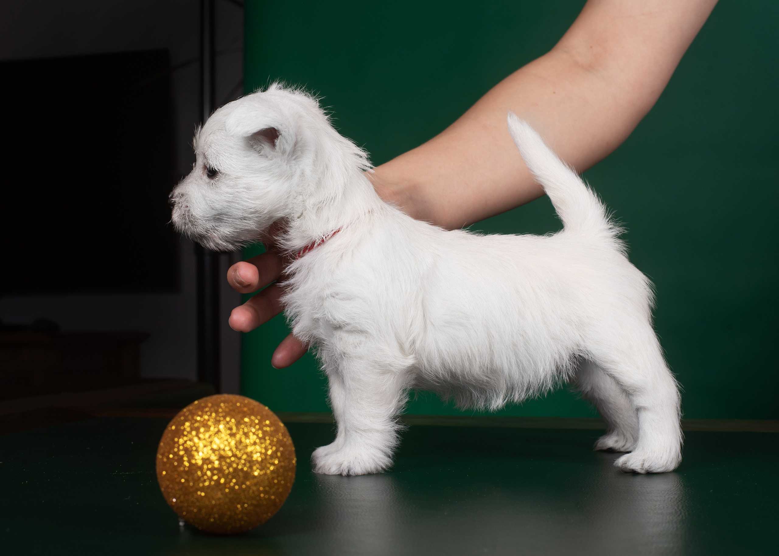 Щенки вест хайленд. Дог-фотограф в Тюмени Александра Королева