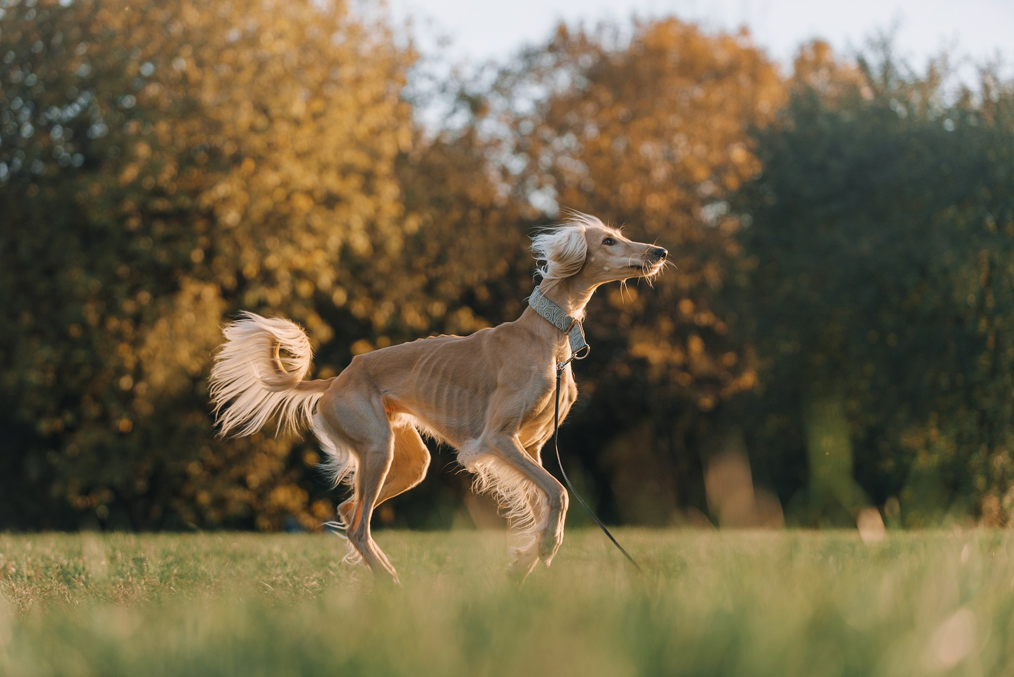 Питомец в кадре. Фотограф Анна Тюрина