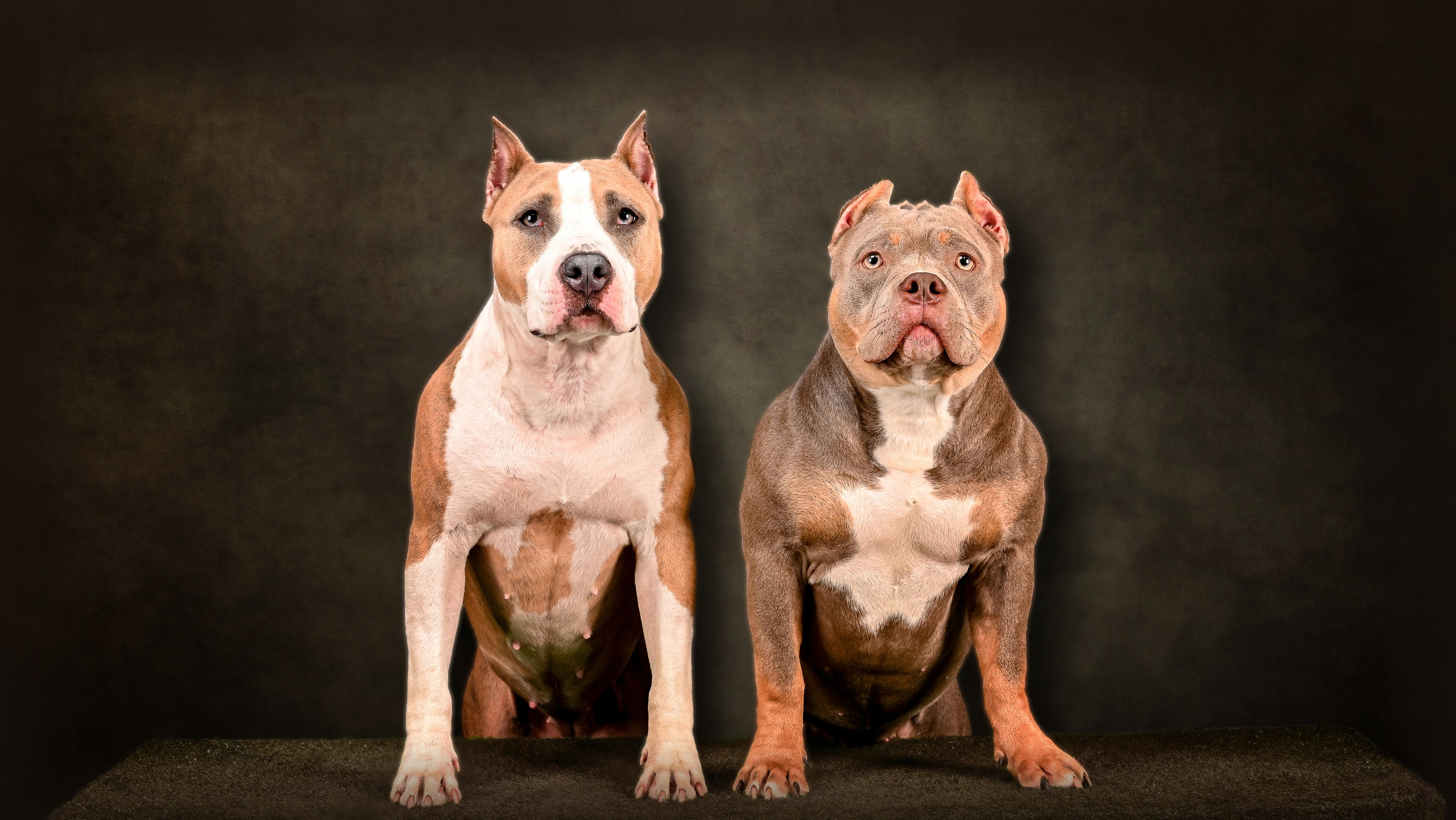 Собаки. Фотограф-анималист в СПб