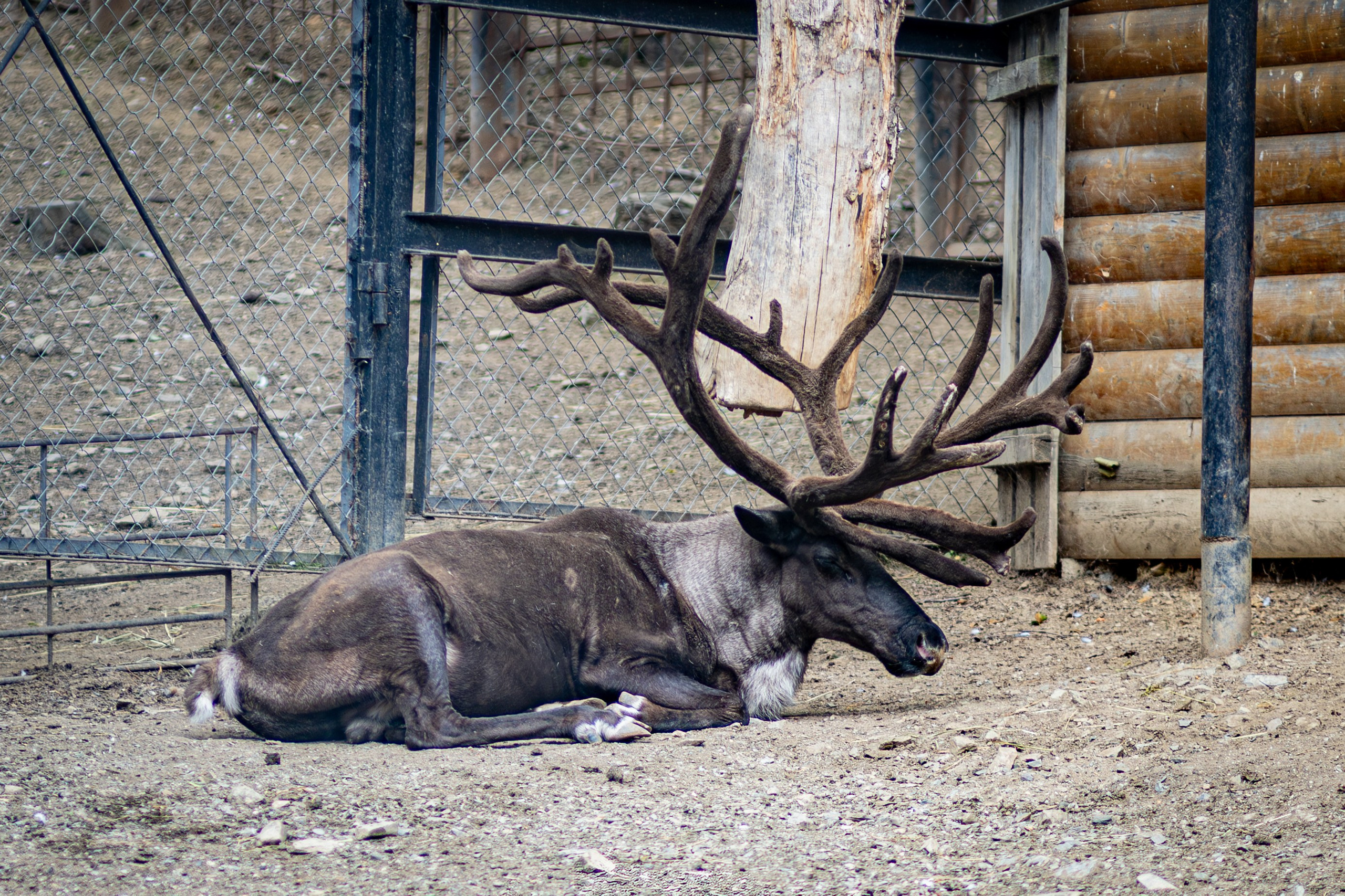 Животный мир. Фотограф в Южно-Сахалинске Гусаков Евгений