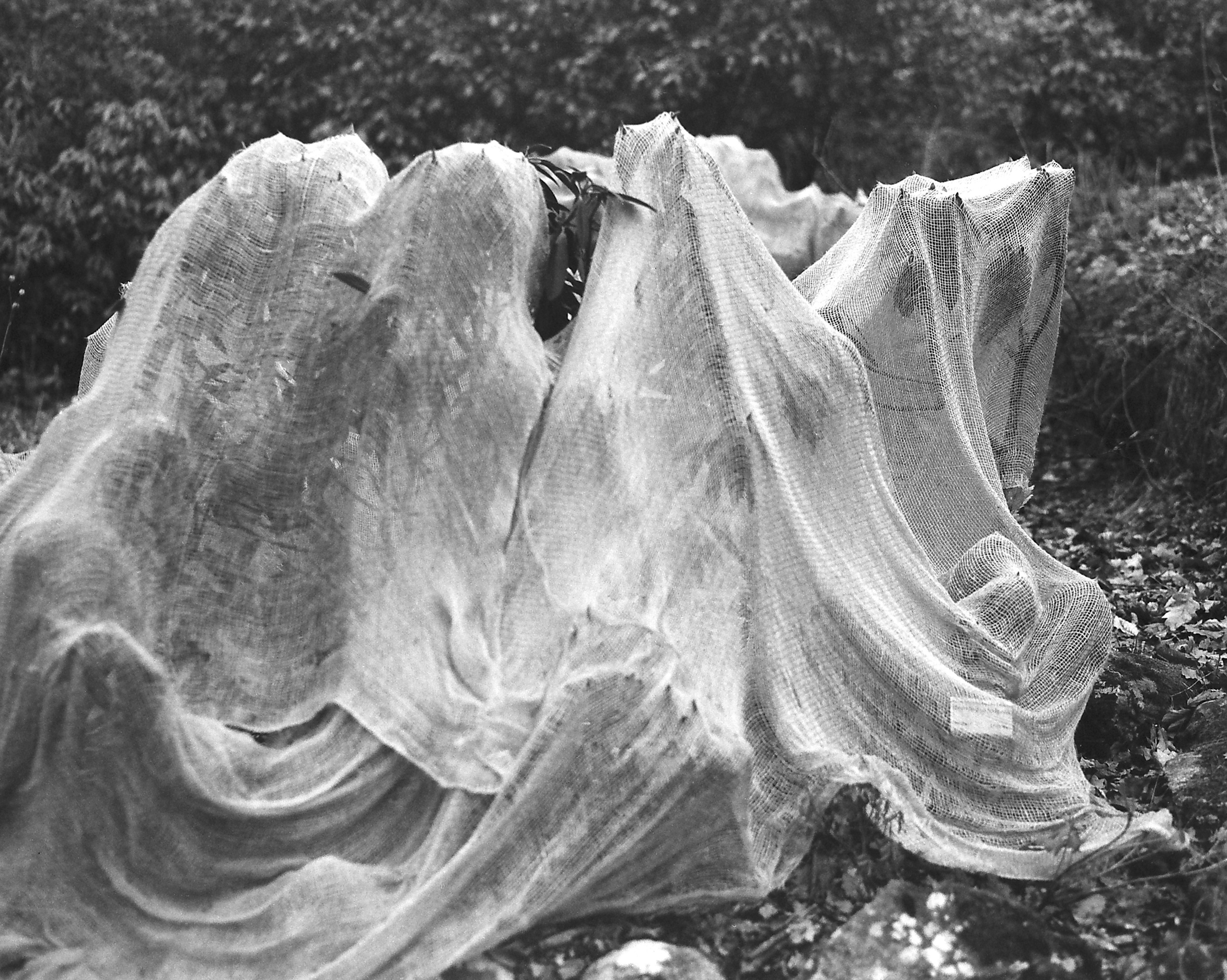 ARSGANG or the Walking Year (New). Екатерина Васильева художник, куратор и преподаватель