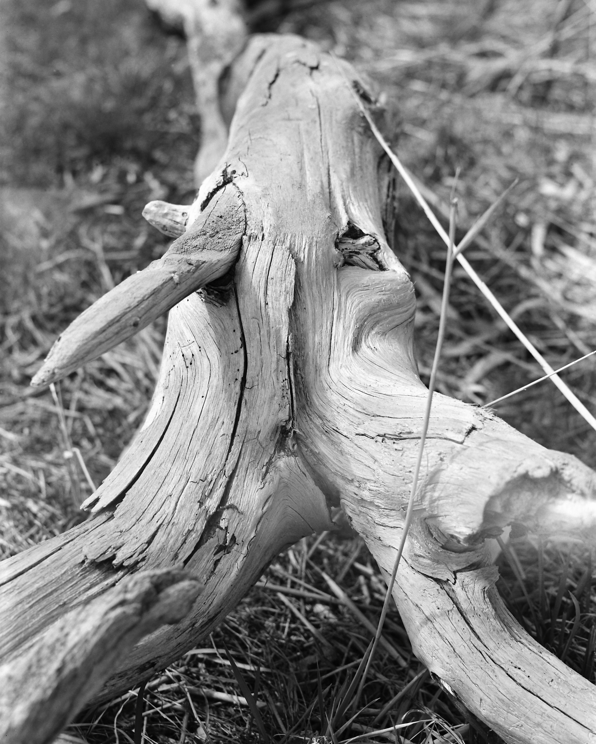 ARSGANG or the Walking Year (New). Екатерина Васильева художник, куратор и преподаватель