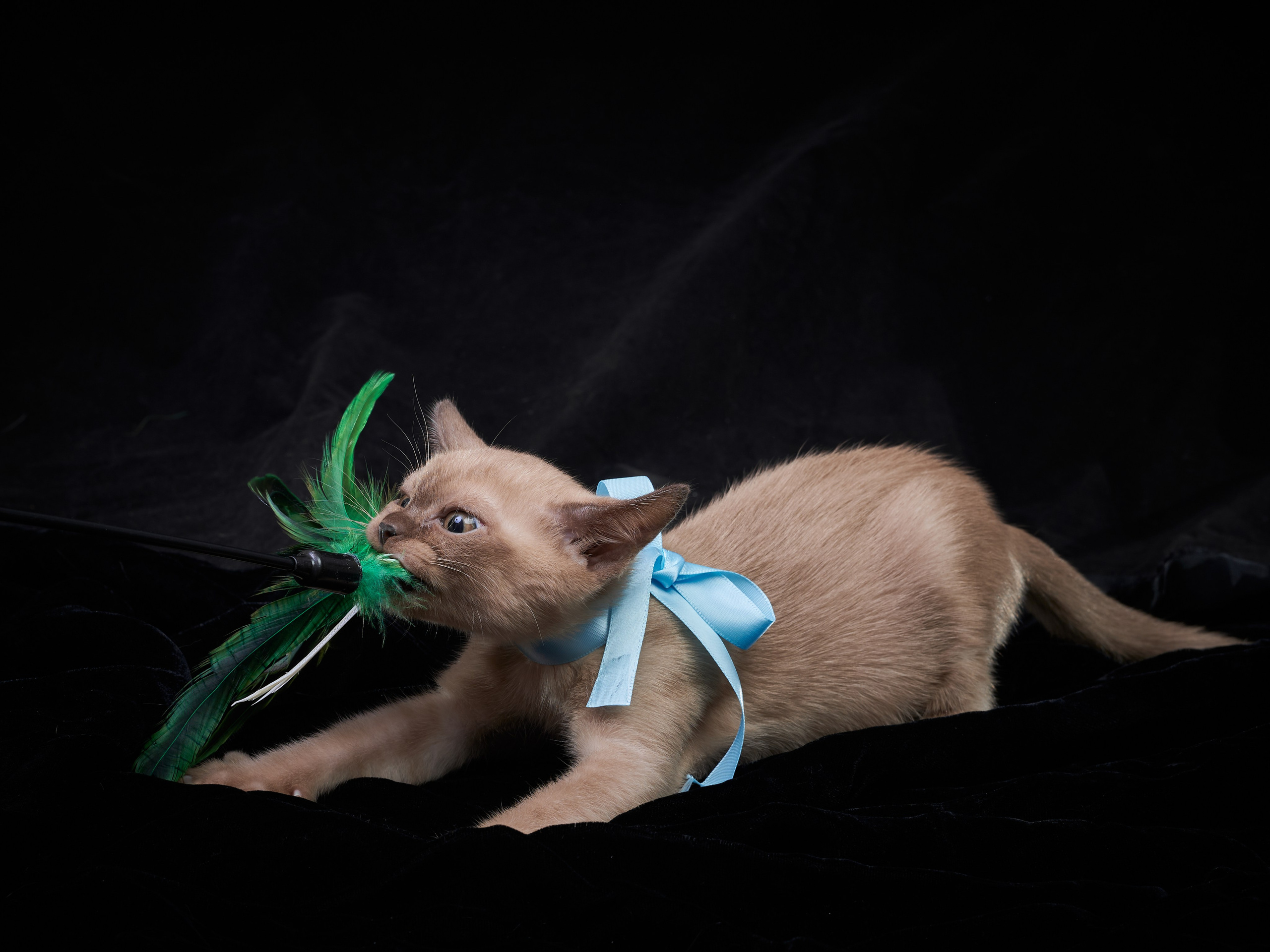 Анималистика. Выездные съемки. Фотограф людей и животных в Санкт-Петербурге Марина Бурмистрова